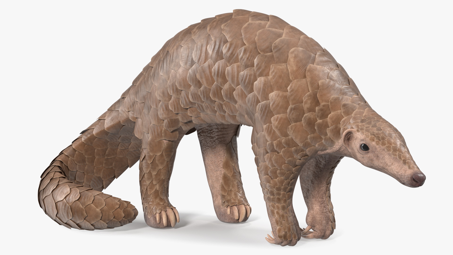 3D model Pangolin Rigged