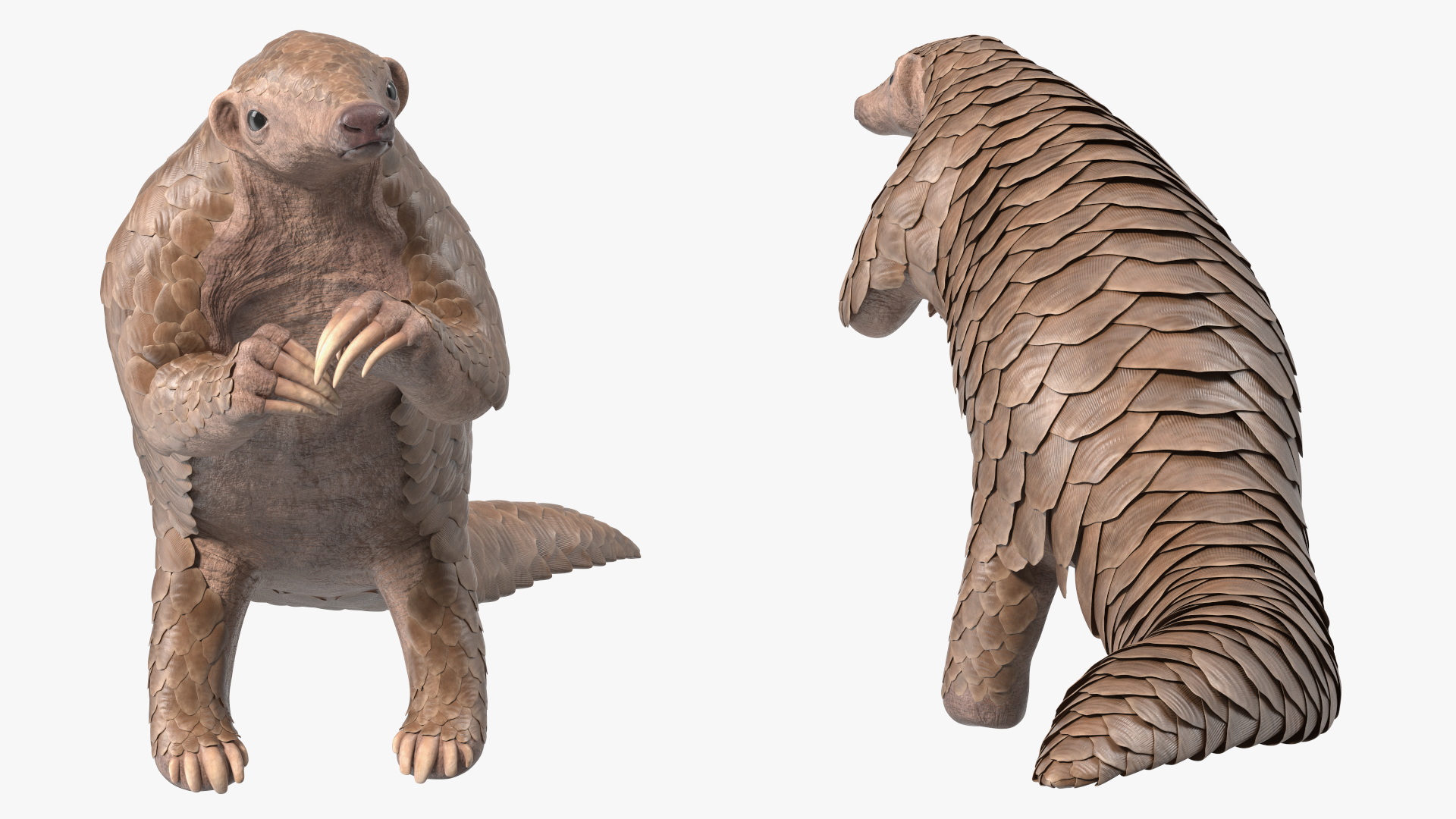 3D model Pangolin Rigged