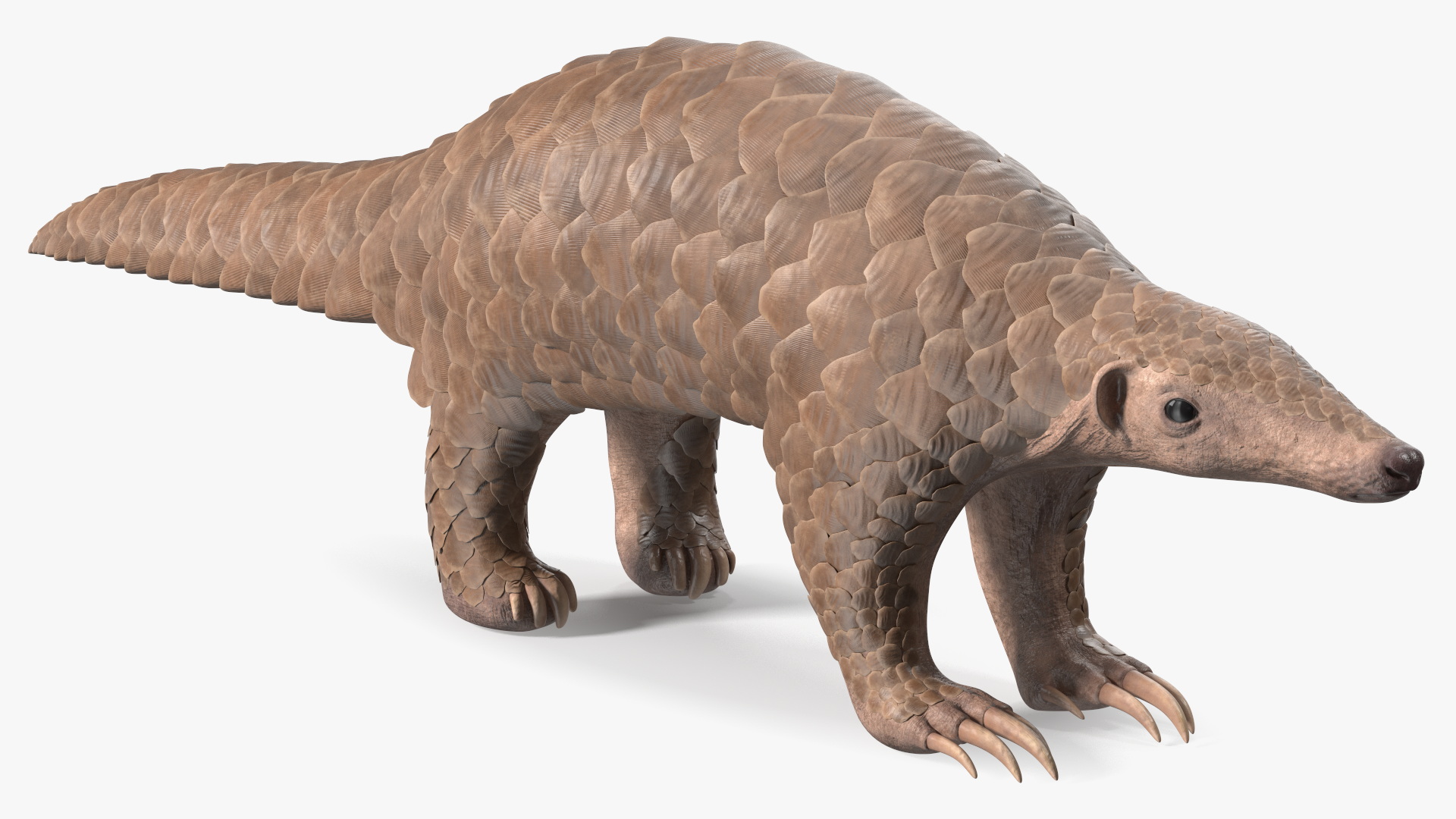 3D model Pangolin Rigged