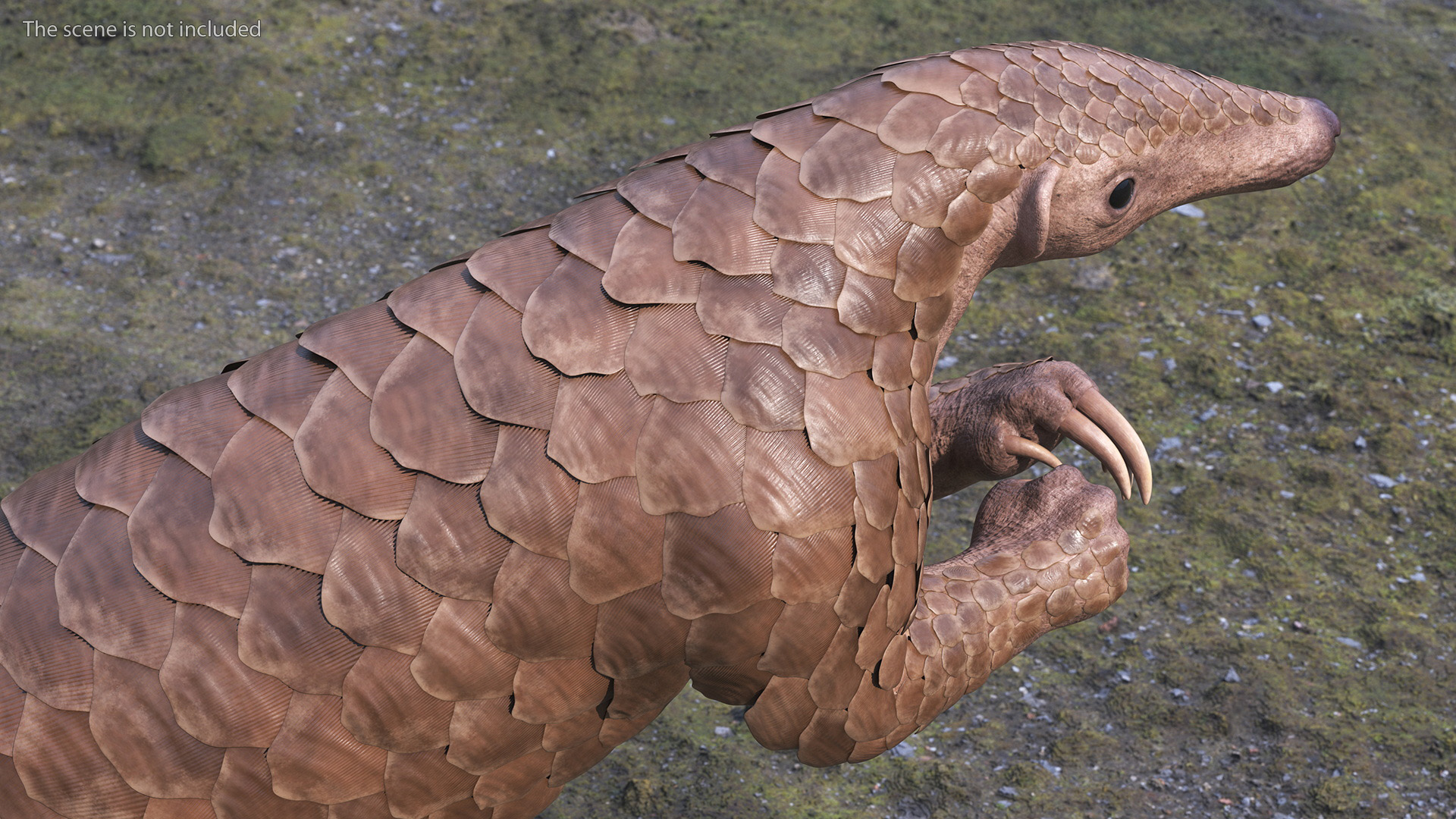 3D model Pangolin Rigged