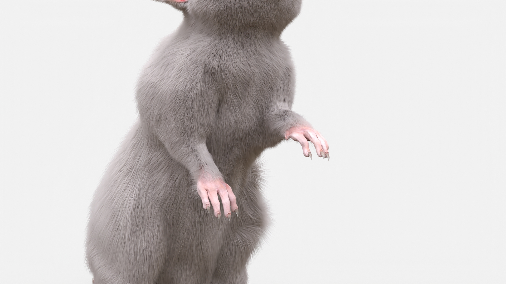 3D Standing Rat with Fur