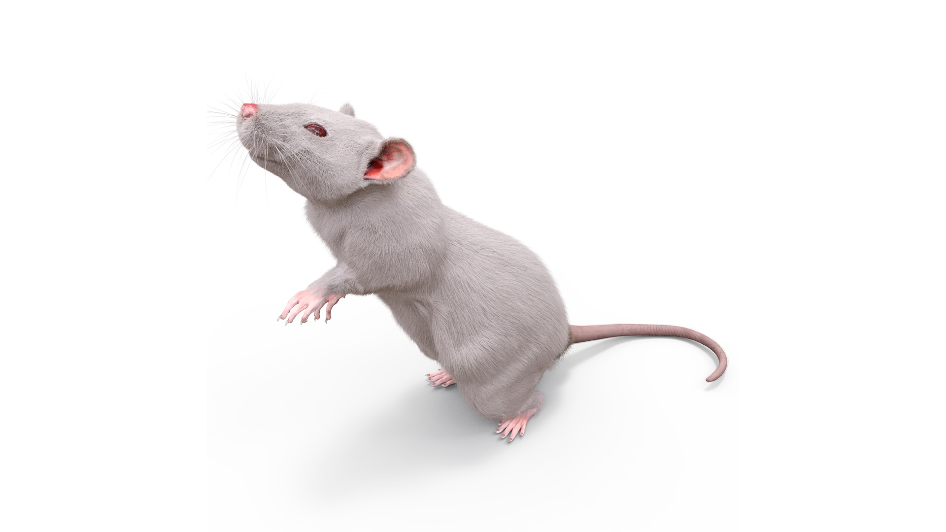 3D Standing Rat with Fur