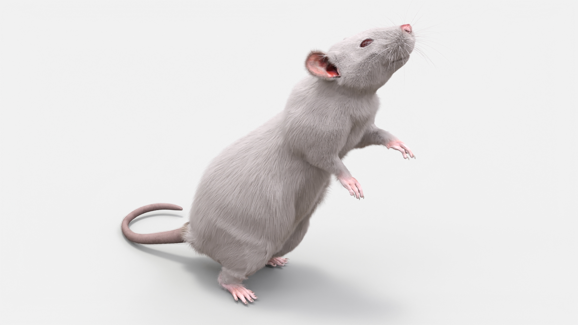 3D Standing Rat with Fur