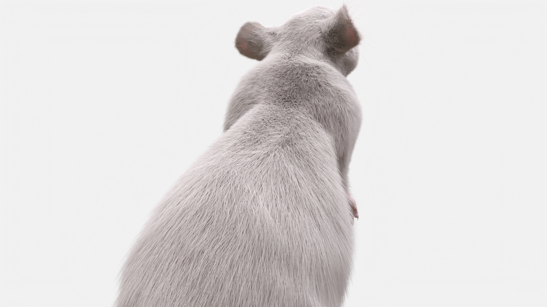 3D Standing Rat with Fur