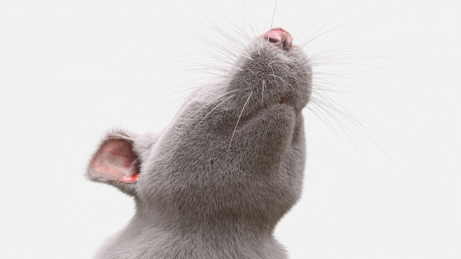 3D Standing Rat with Fur