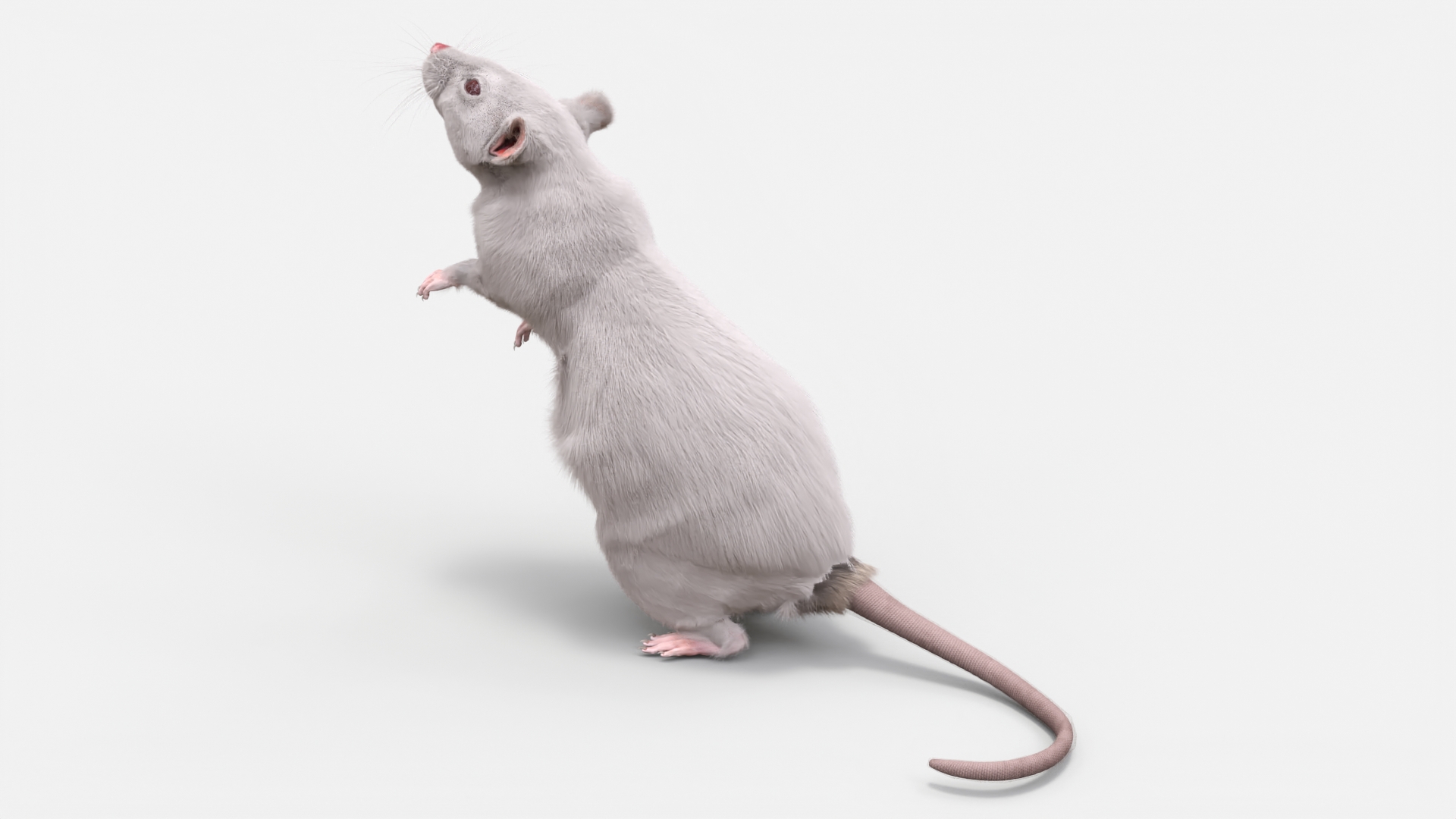 3D Standing Rat with Fur