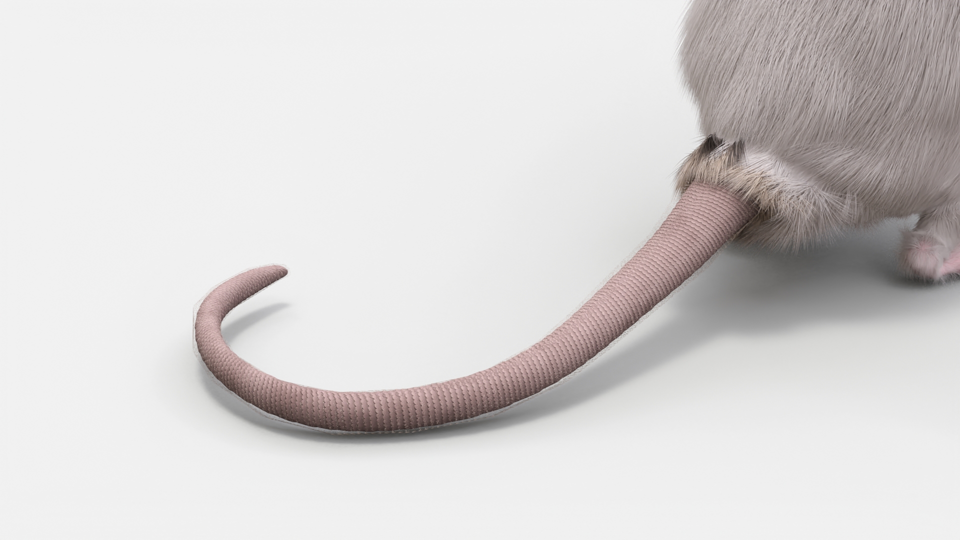 3D Standing Rat with Fur
