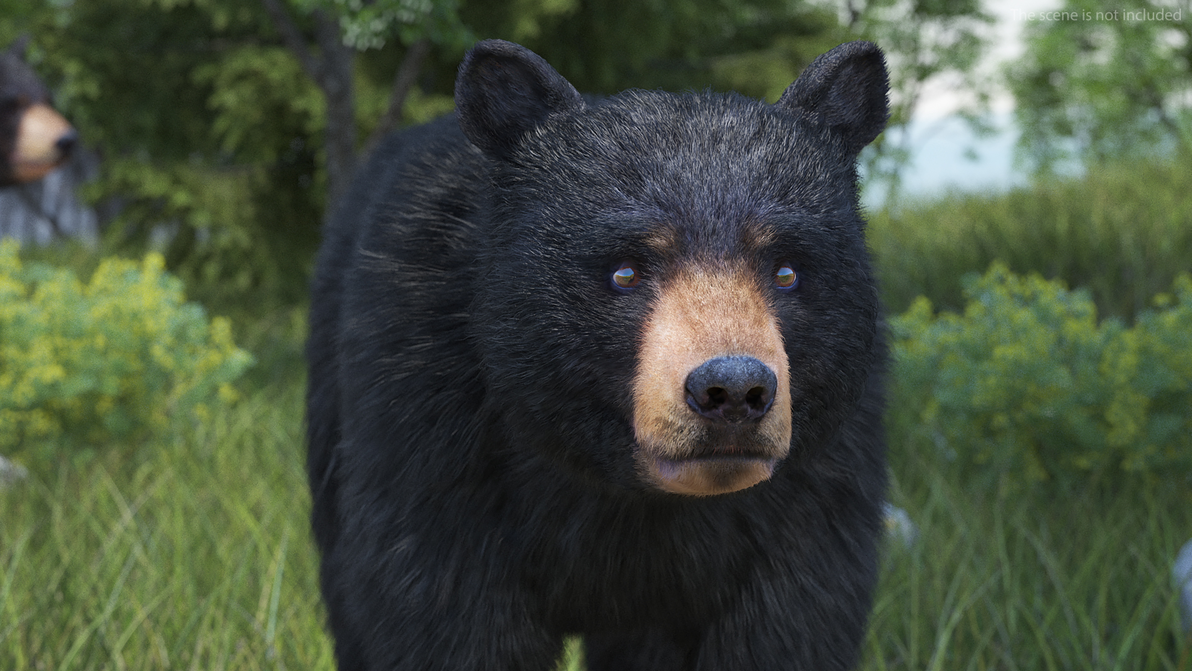 3D model Young Black Bear Fur