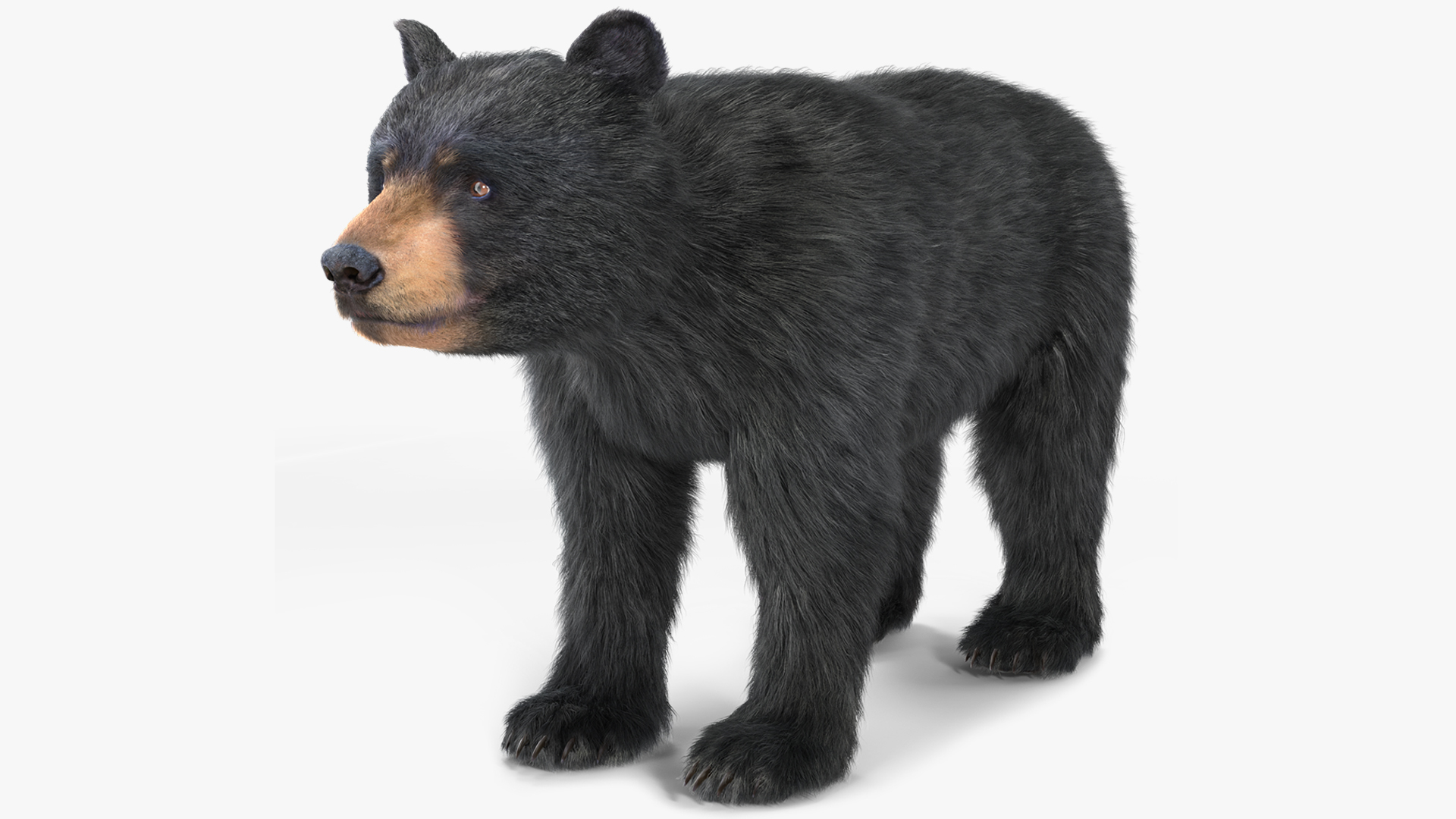 3D model Young Black Bear Fur