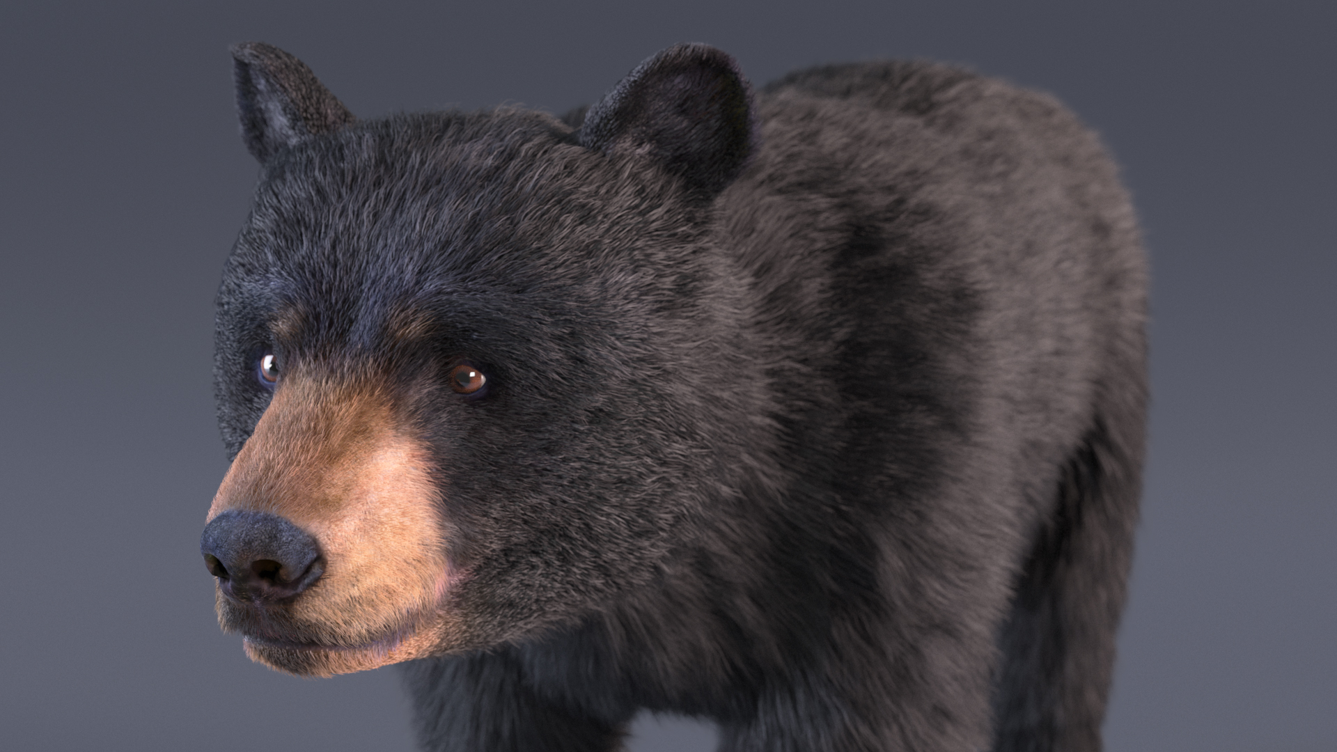 3D model Young Black Bear Fur
