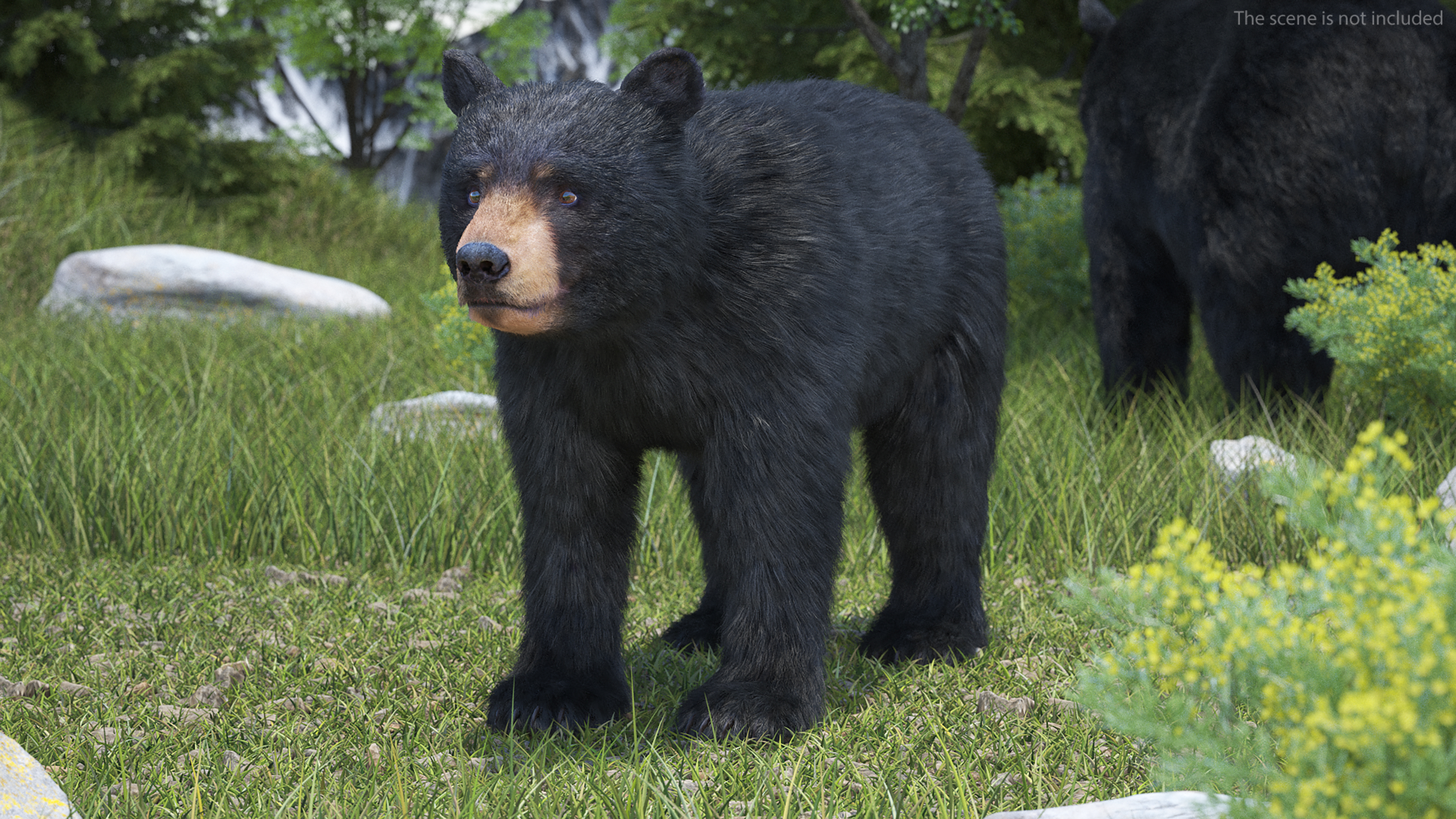 3D model Young Black Bear Fur