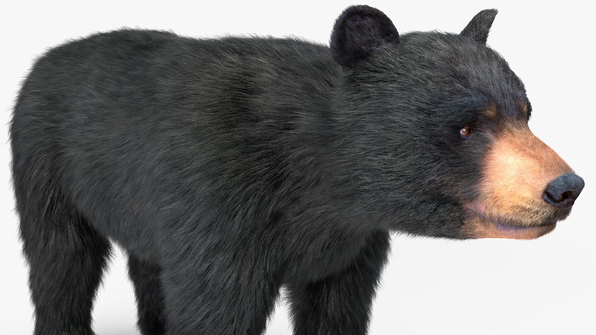 3D model Young Black Bear Fur