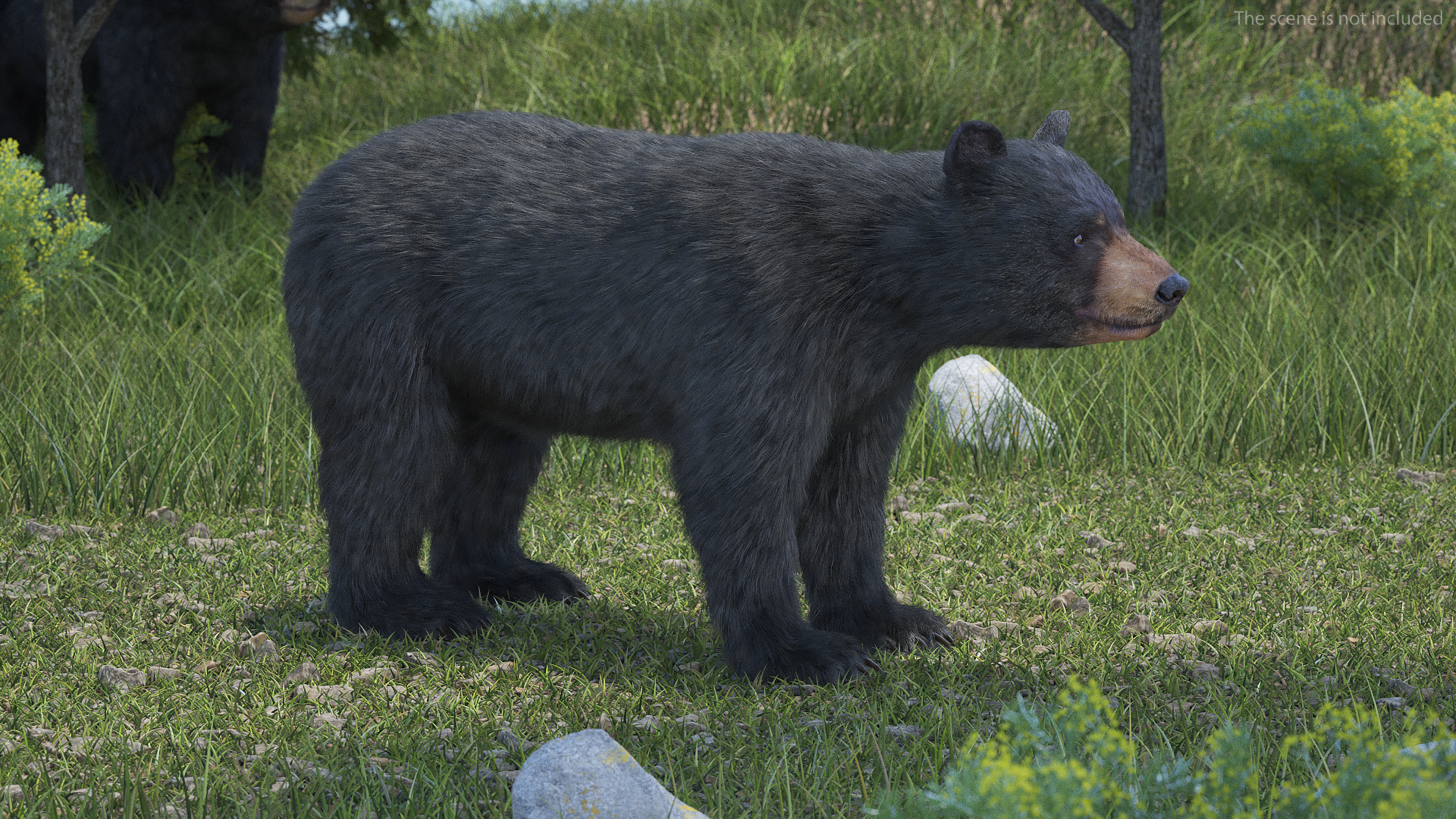 3D model Young Black Bear Fur