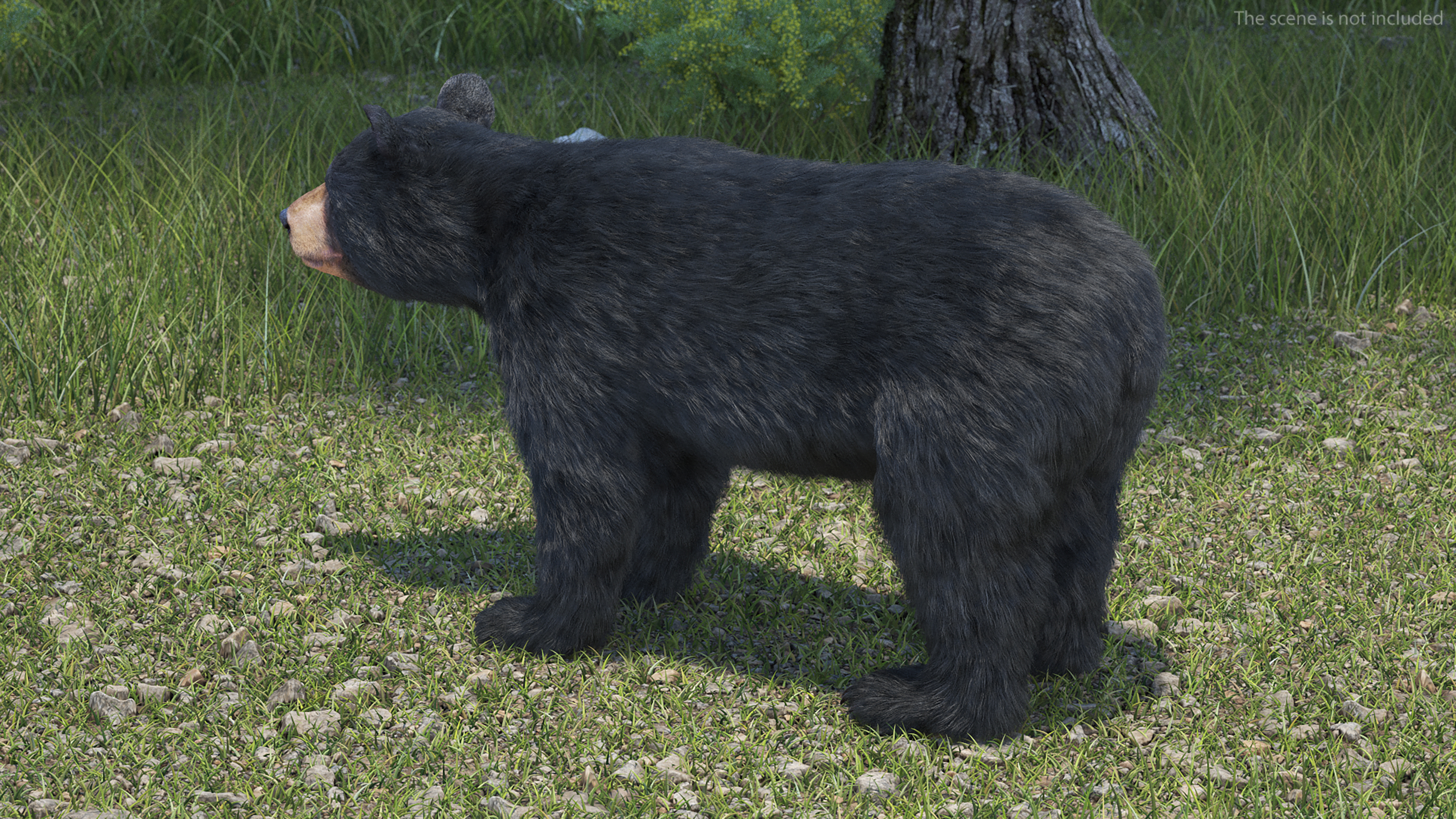 3D model Young Black Bear Fur