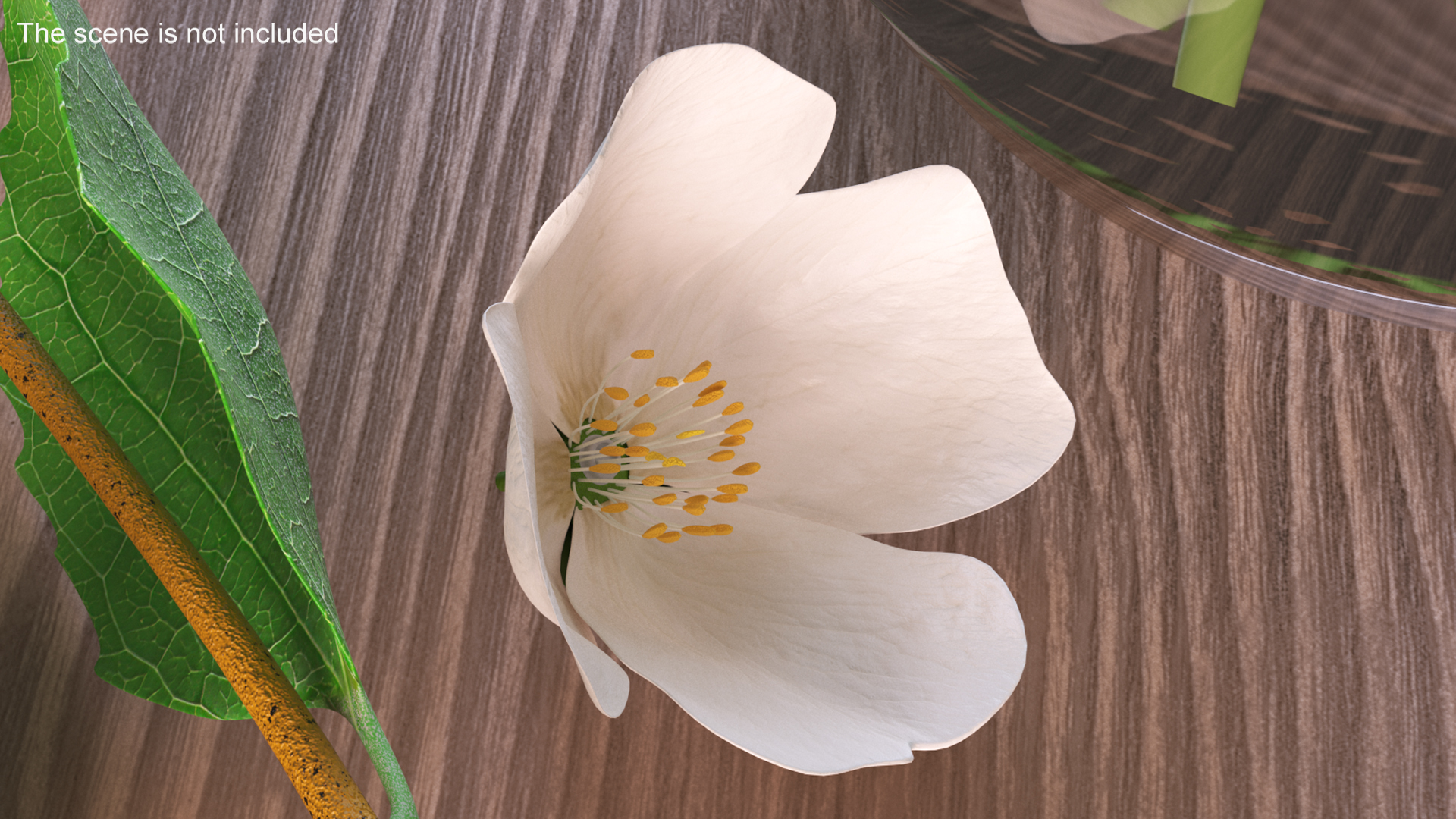 Jasmine Flower 3D model