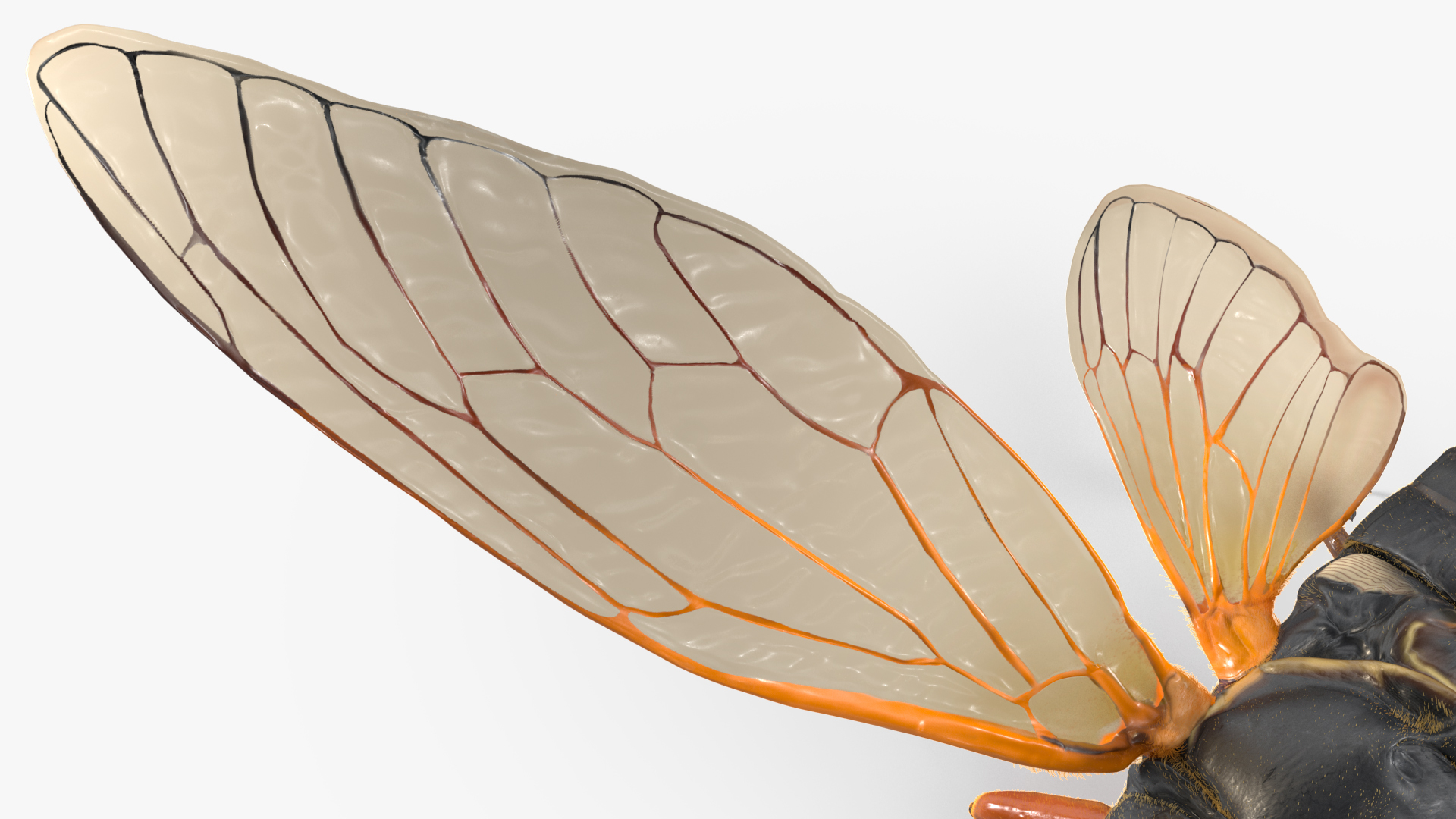 3D Pharaoh Cicada Pose Takeoff Fur