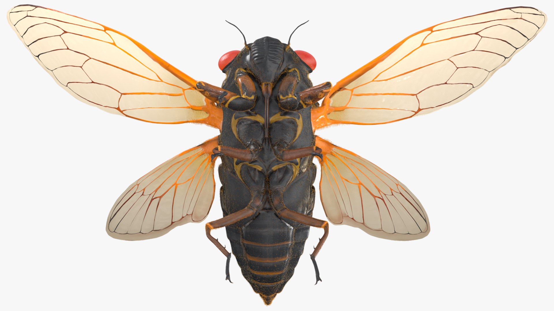 3D Pharaoh Cicada Pose Takeoff Fur