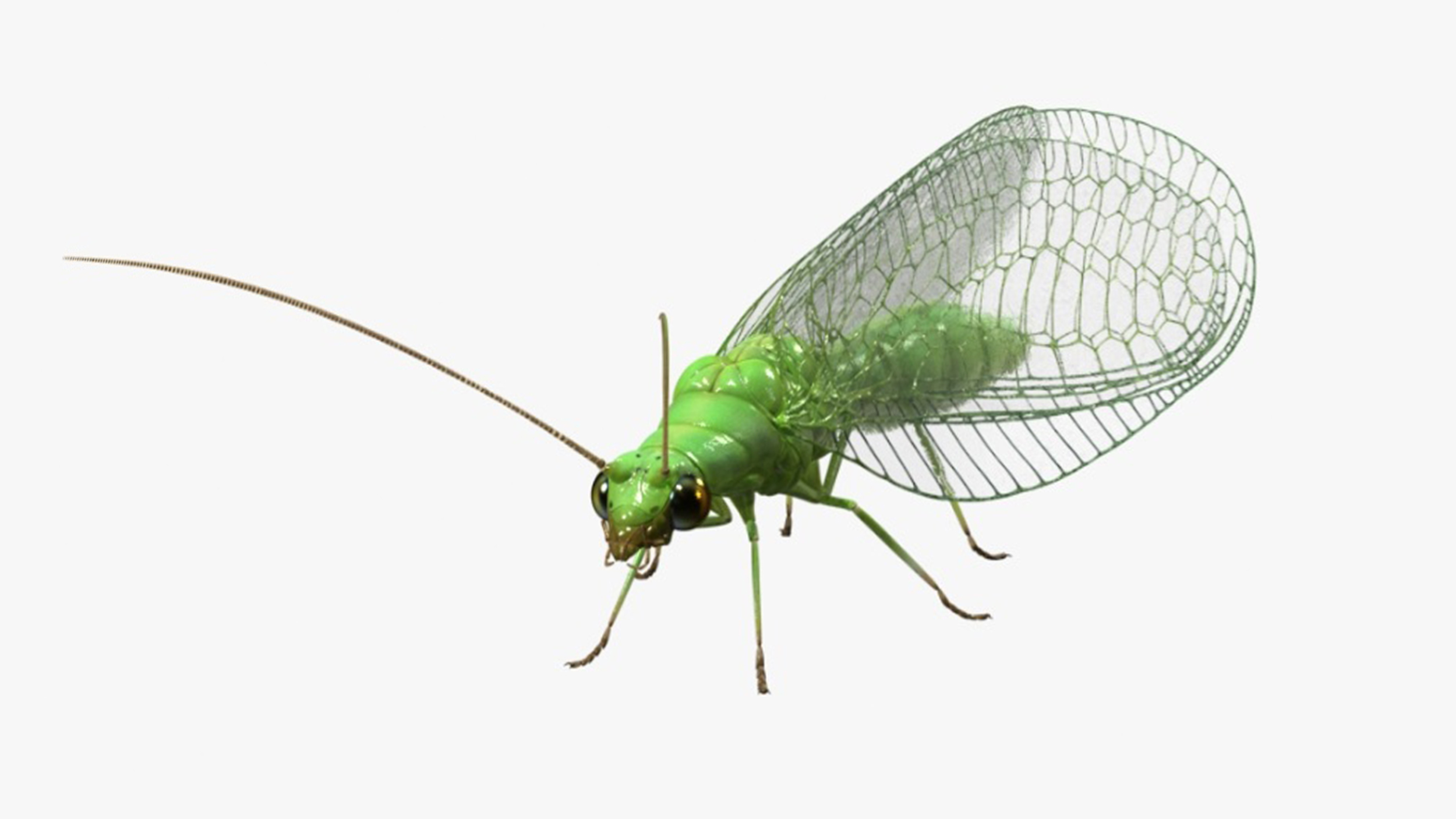 3D model Green Lacewing Rigged for Cinema 4D