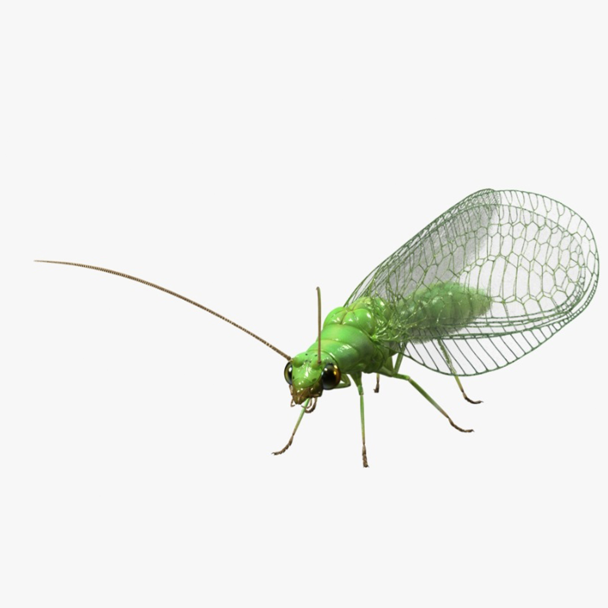 3D model Green Lacewing Rigged for Cinema 4D