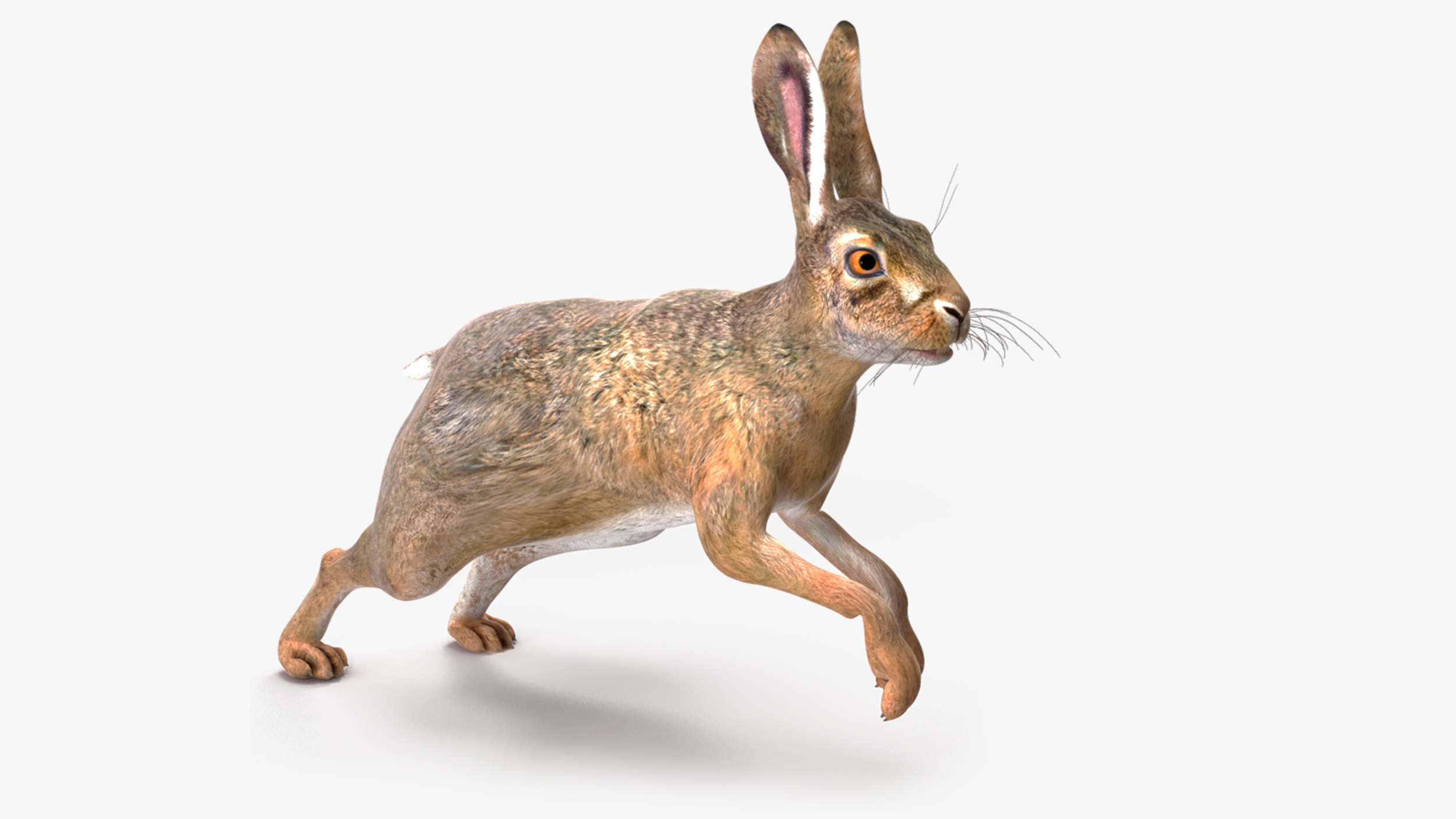 3D model Hare  Animated Rigged for Maya