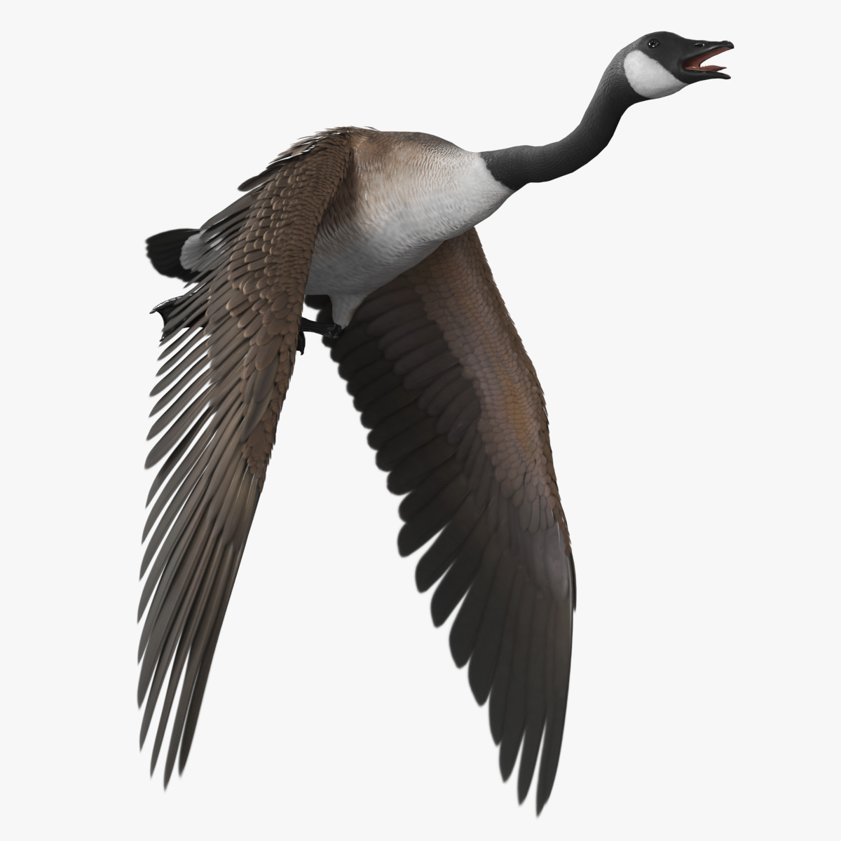 Canadian Goose with Spread Wings Brown