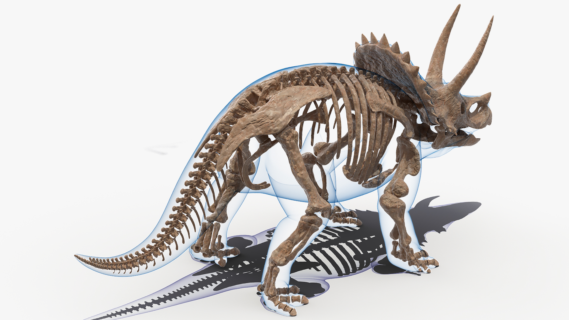 3D Triceratops Skeleton Fossil with Transparent Skin Rigged
