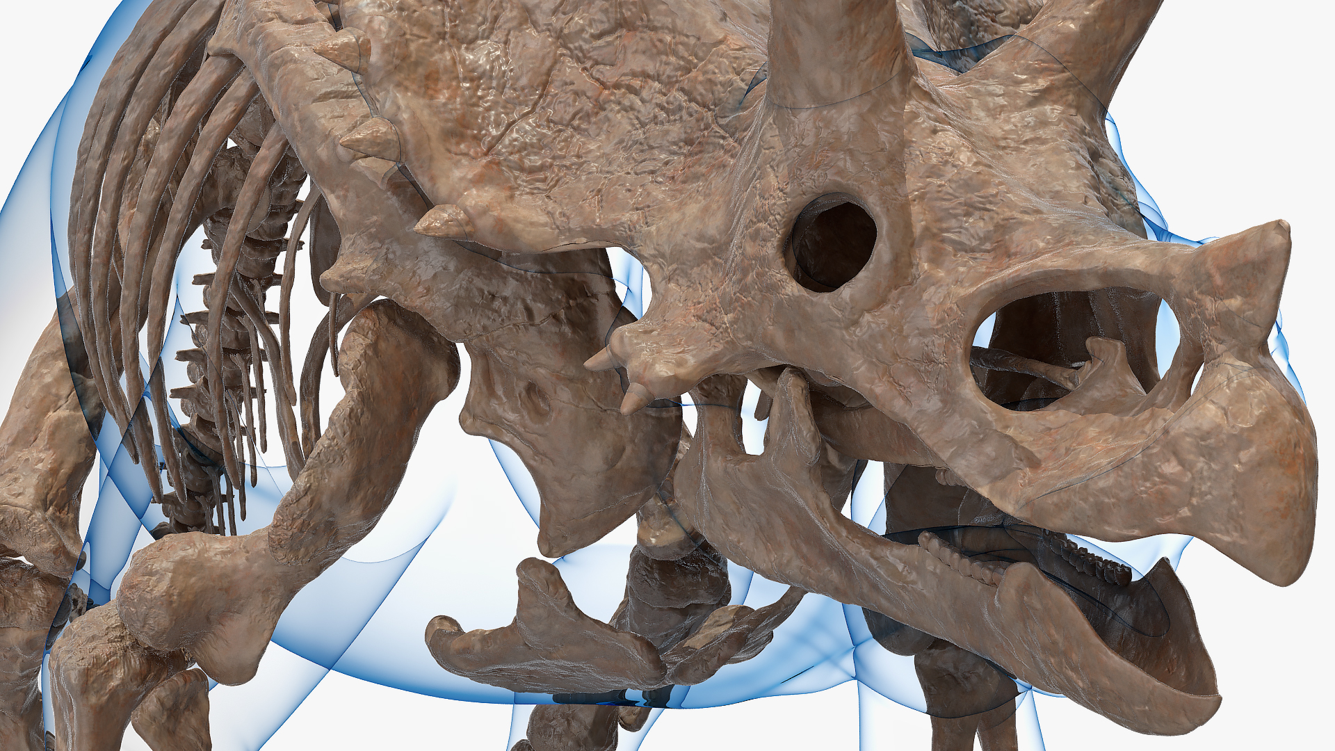 3D Triceratops Skeleton Fossil with Transparent Skin Rigged