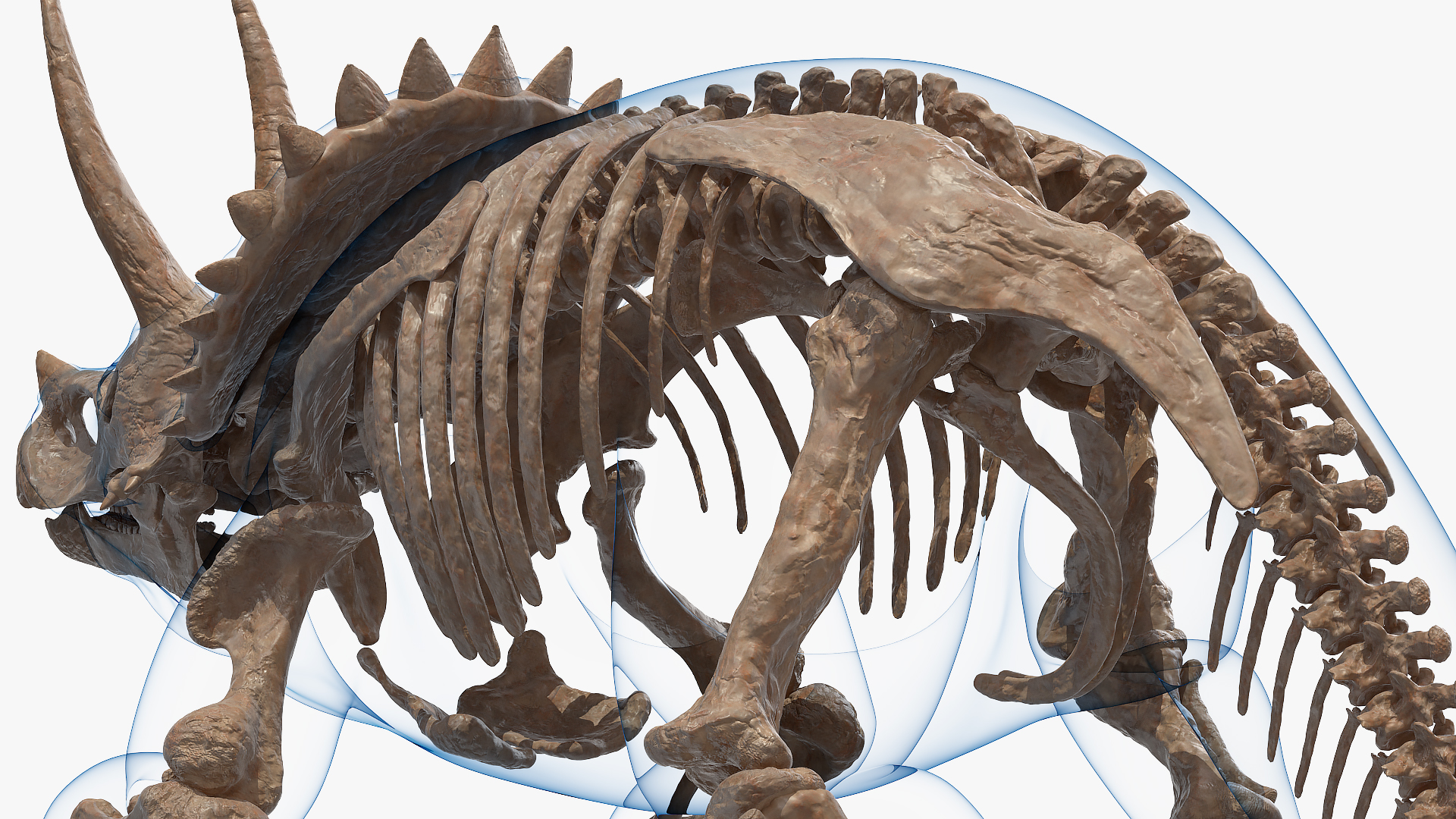 3D Triceratops Skeleton Fossil with Transparent Skin Rigged