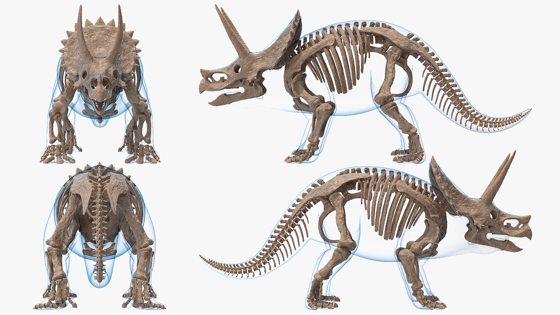 3D Triceratops Skeleton Fossil with Transparent Skin Rigged