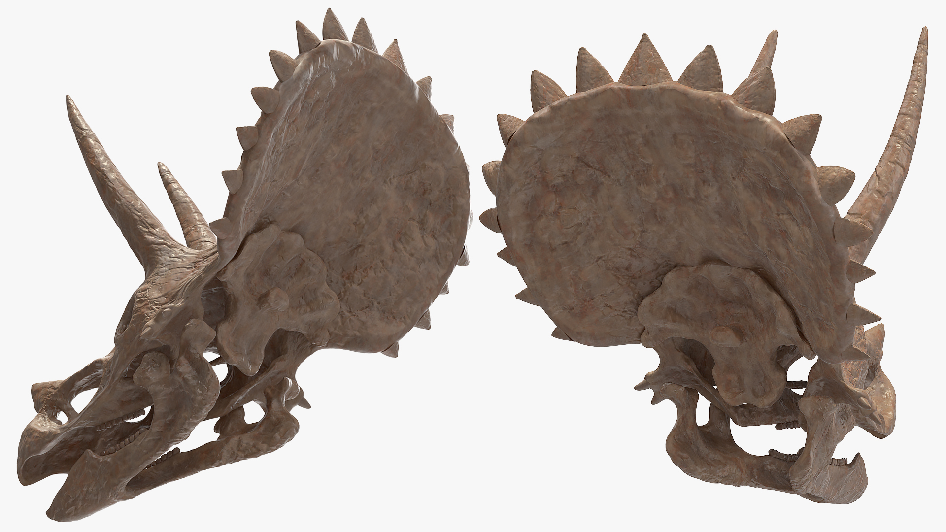 3D Triceratops Skeleton Fossil with Transparent Skin Rigged