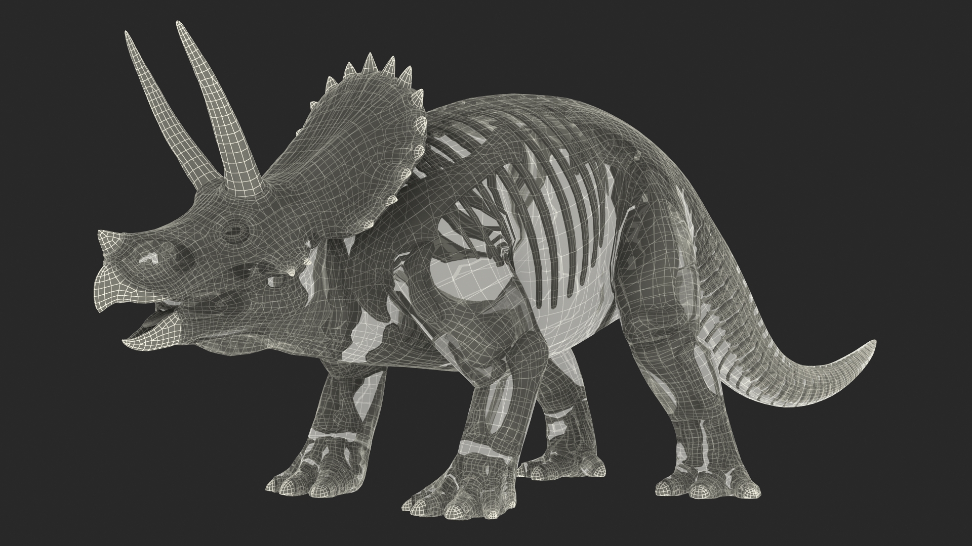 3D Triceratops Skeleton Fossil with Transparent Skin Rigged
