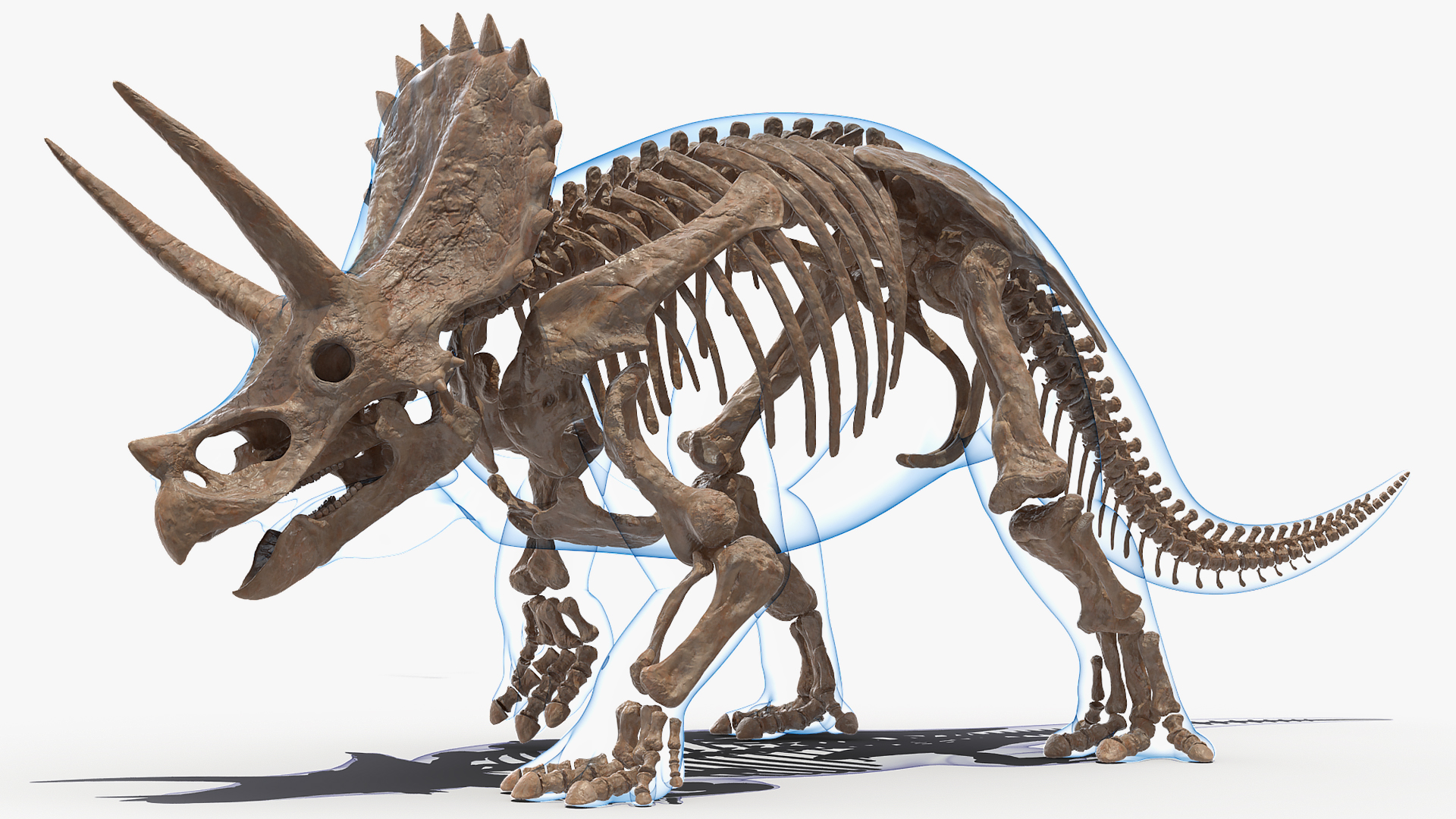 3D Triceratops Skeleton Fossil with Transparent Skin Rigged