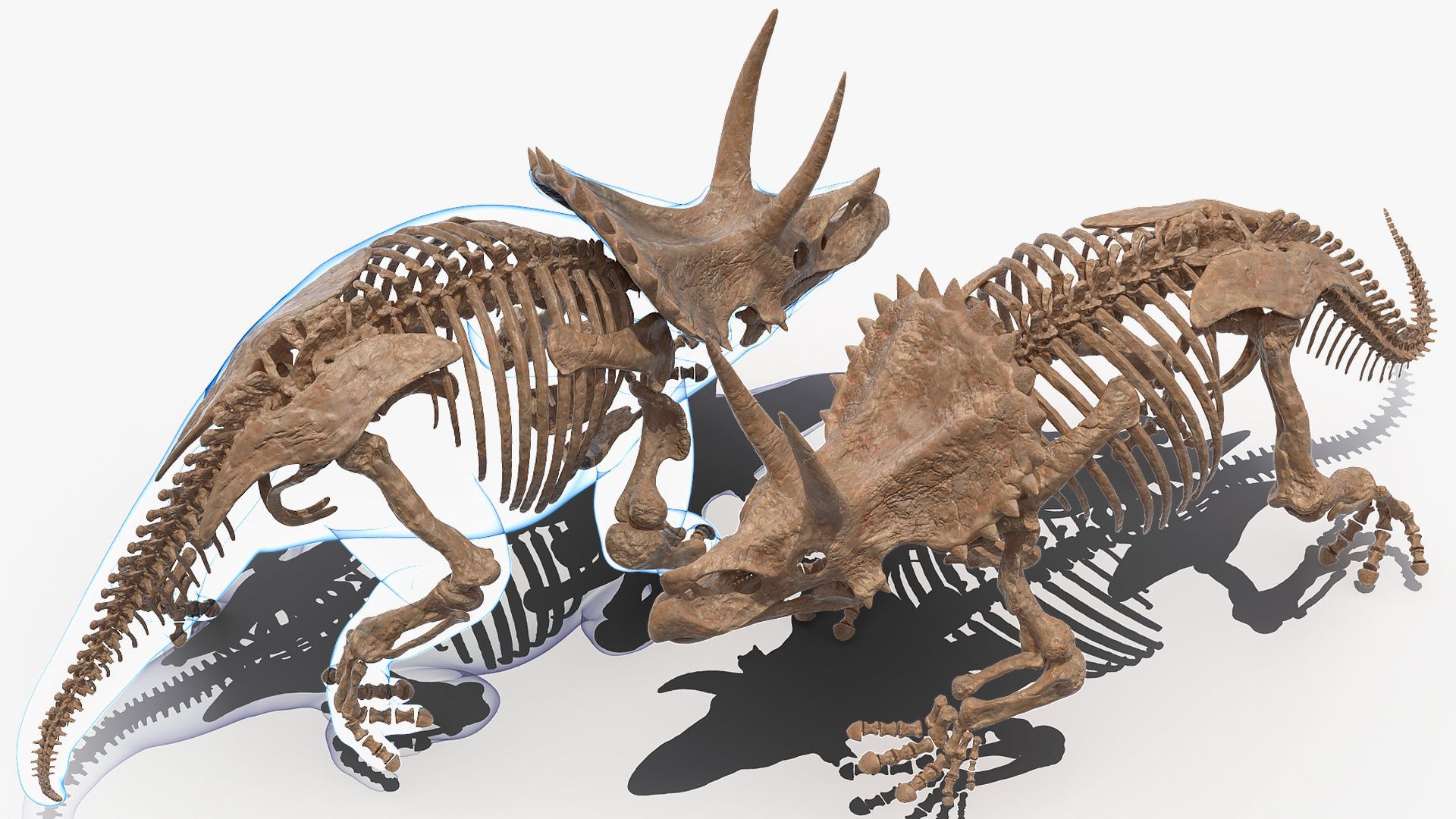3D Triceratops Skeleton Fossil with Transparent Skin Rigged