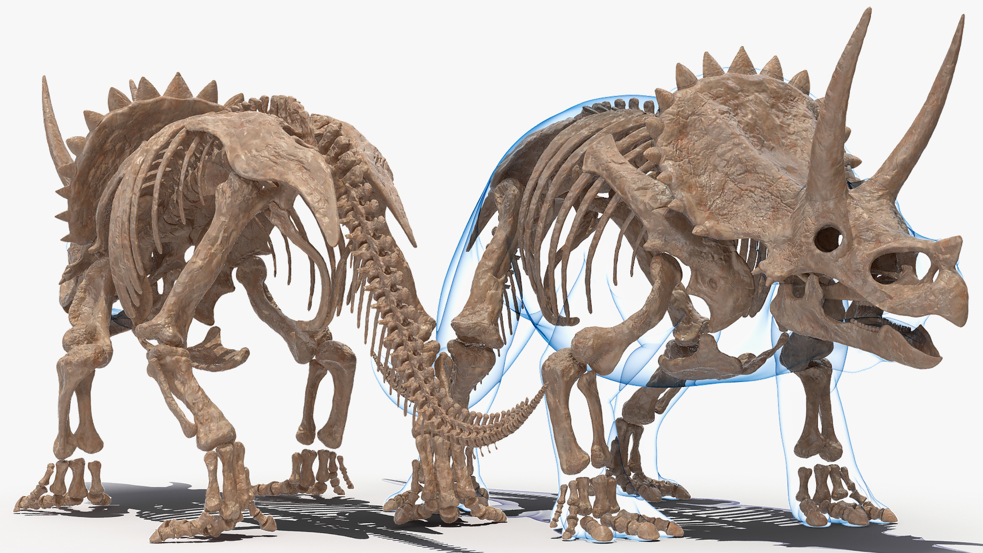 3D Triceratops Skeleton Fossil with Transparent Skin Rigged