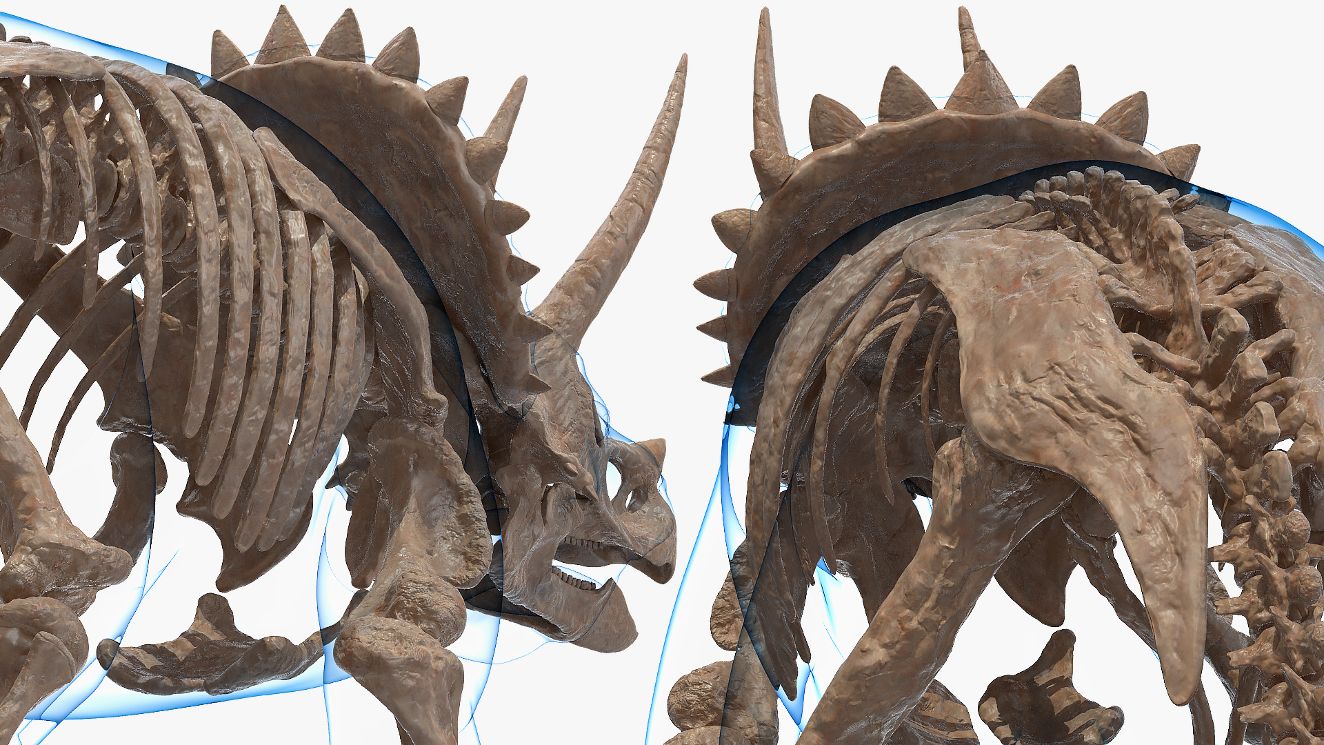 3D Triceratops Skeleton Fossil with Transparent Skin Rigged