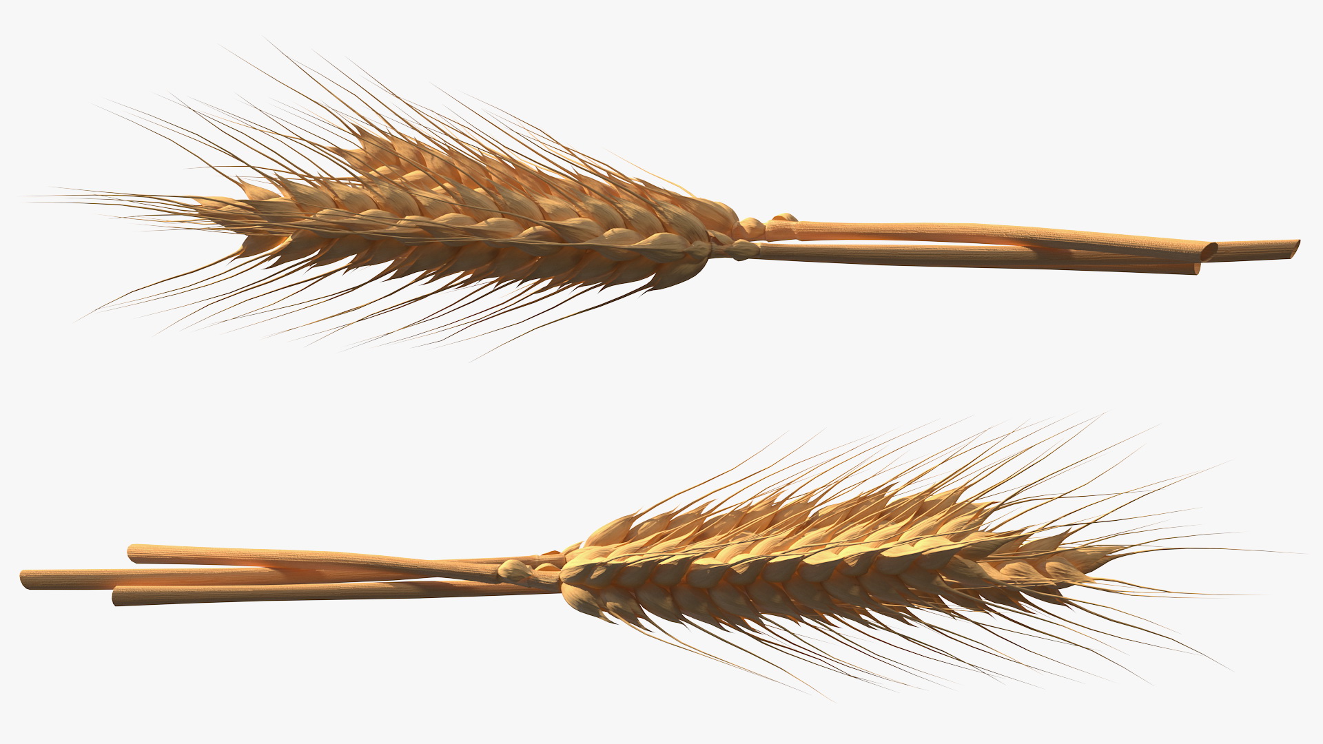 Set of Wheat Spikes 3D model