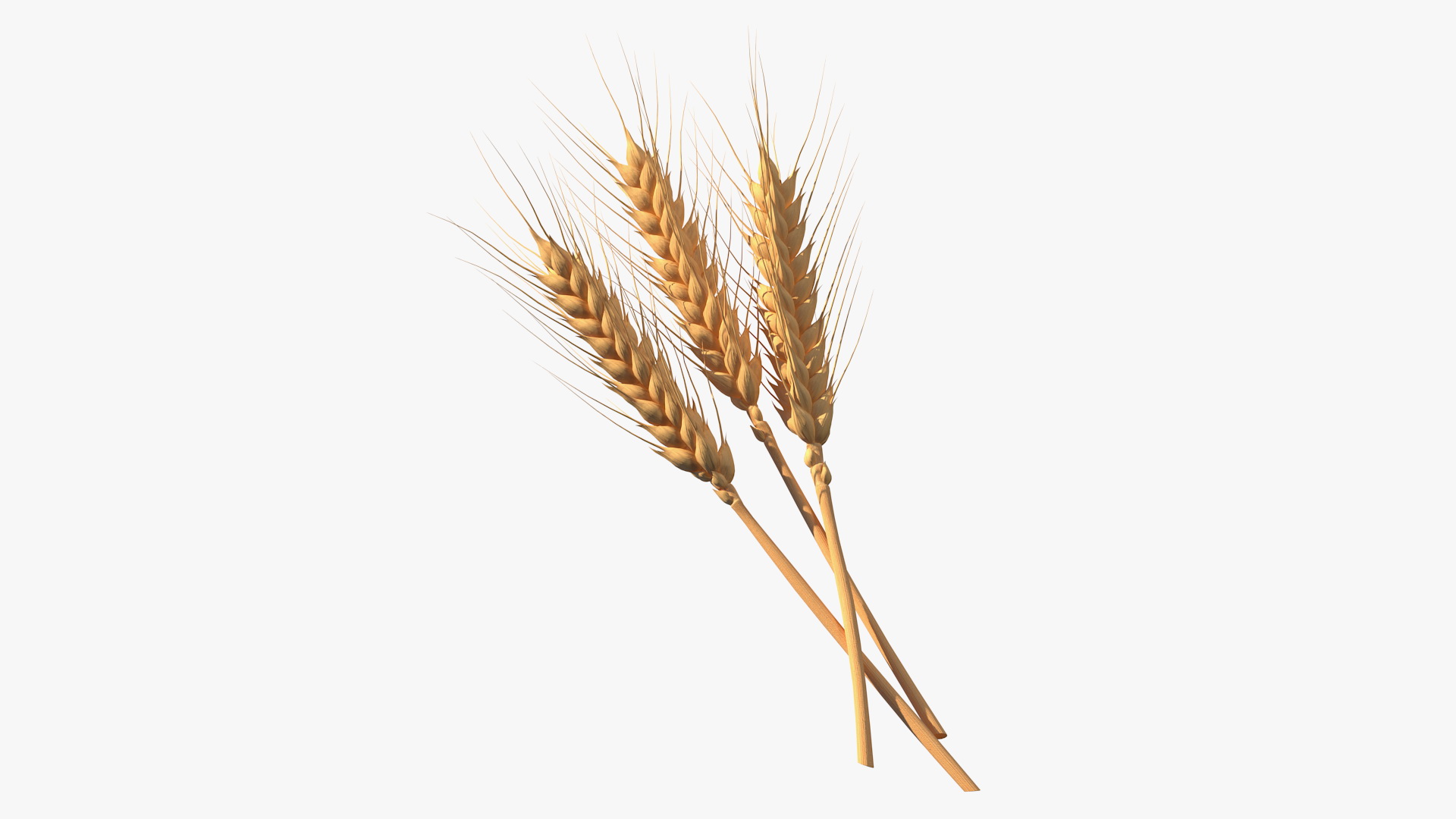 Set of Wheat Spikes 3D model