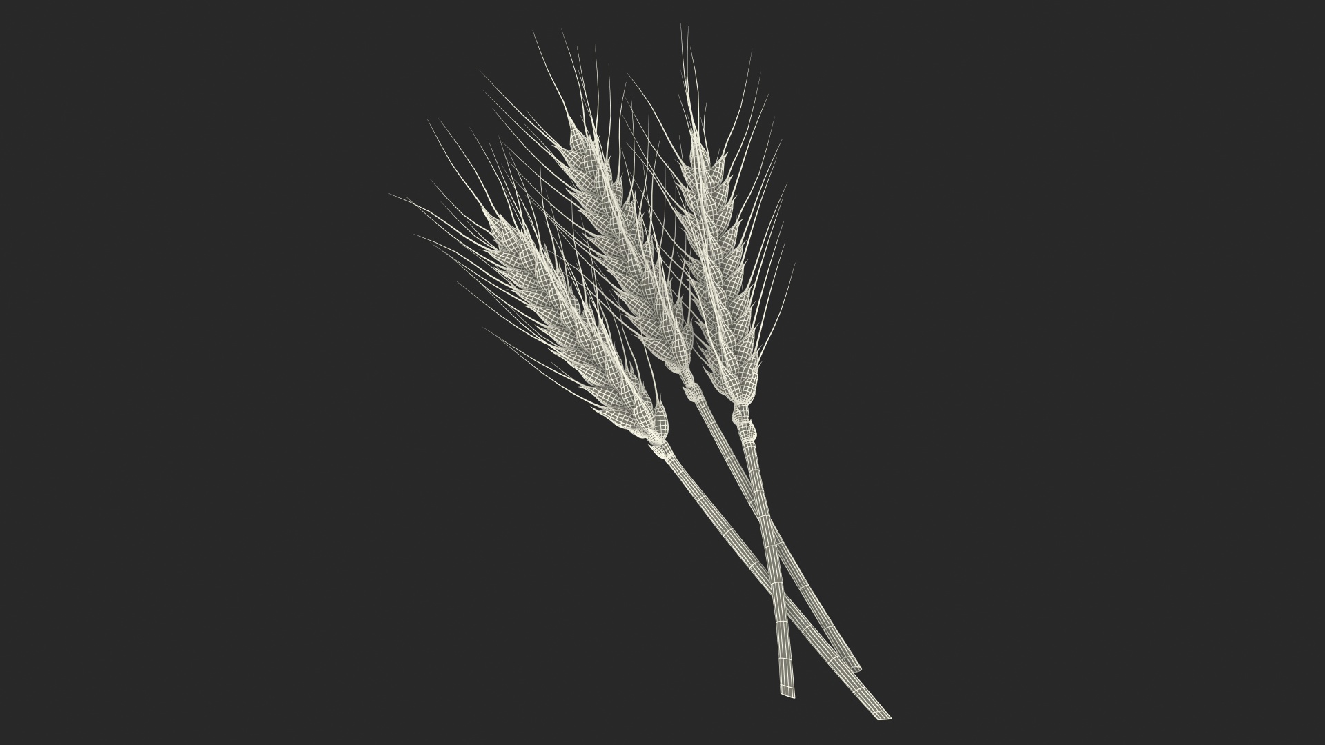 Set of Wheat Spikes 3D model