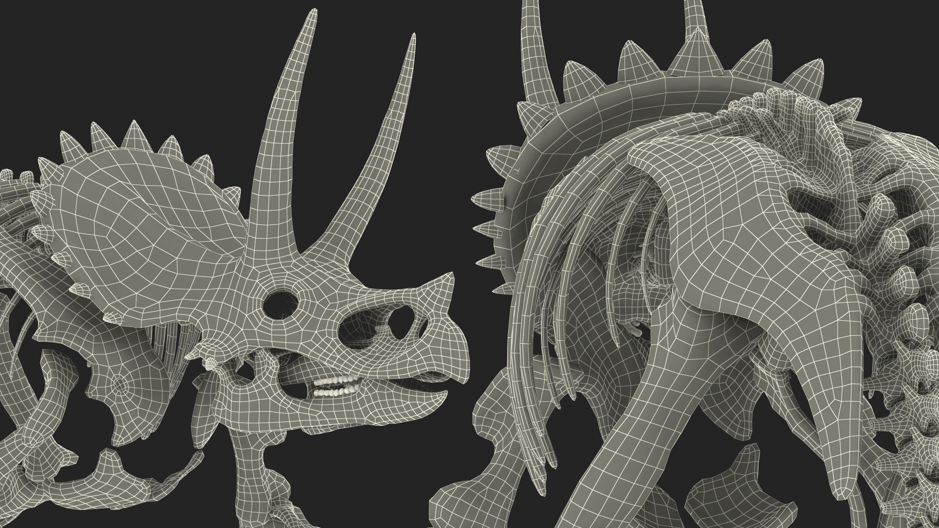 Triceratops Horridus Skeleton 3D model