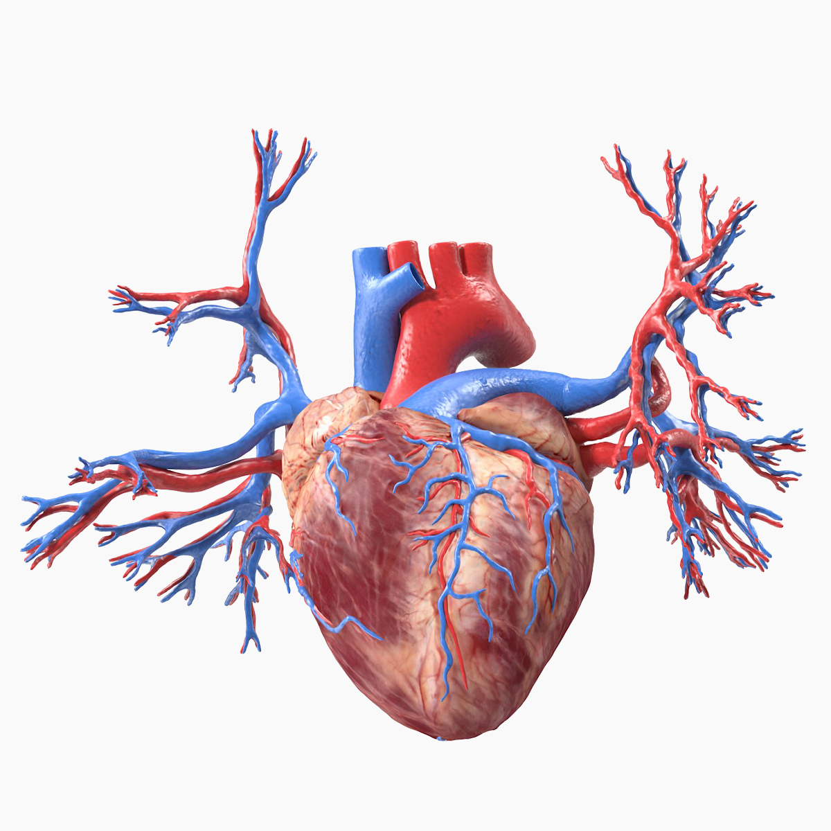 Womens Heart
