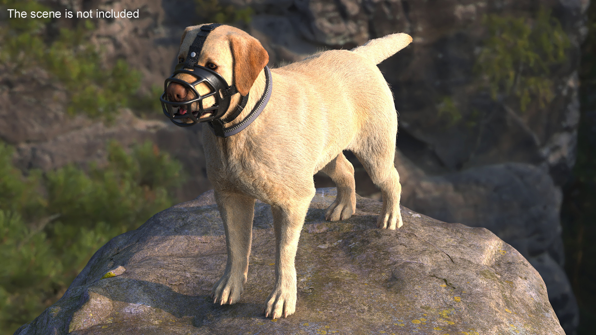 3D Labrador in a Muzzle Baskerville Fur