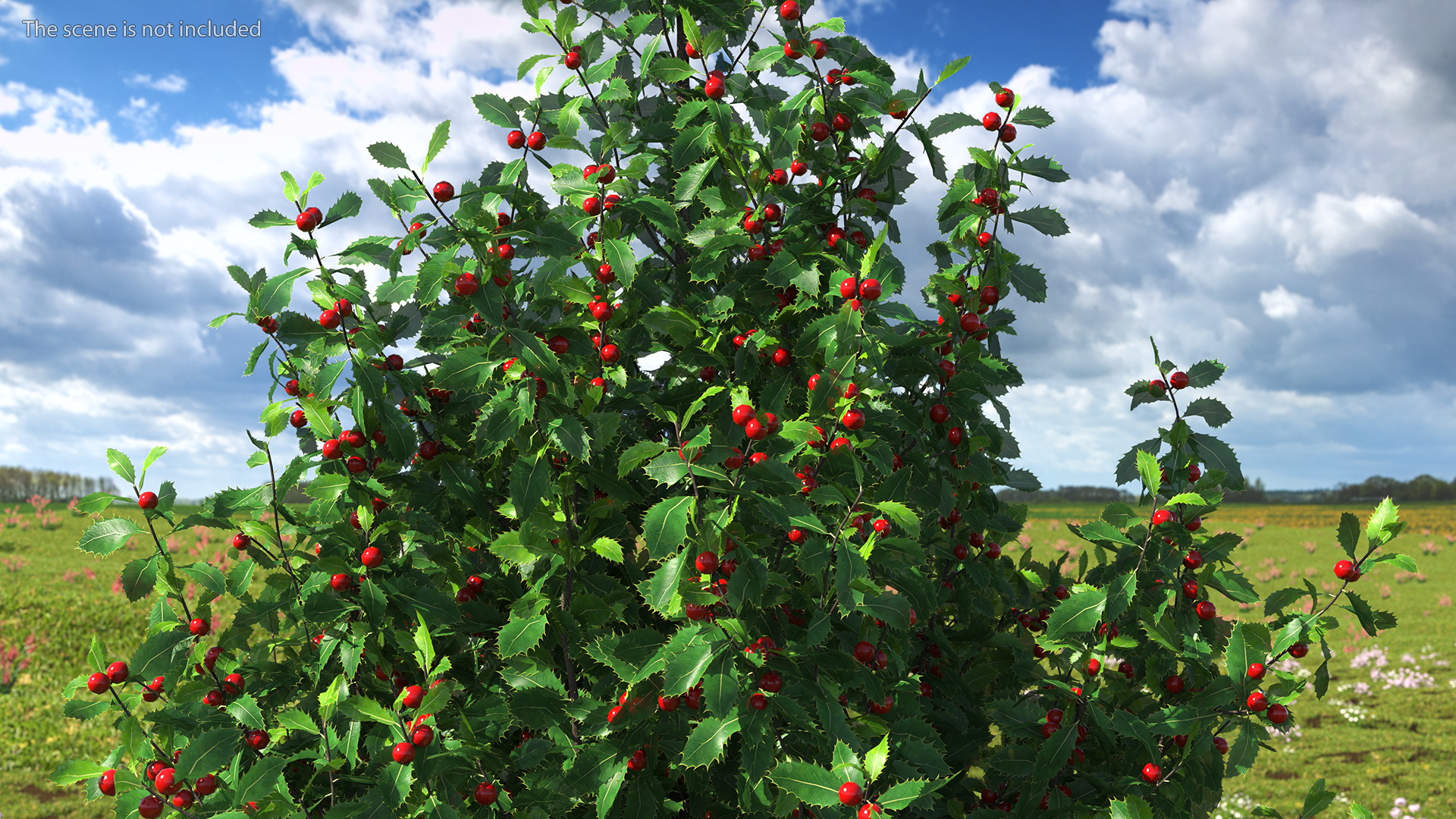 Holly Green Tree with Berries 3D model