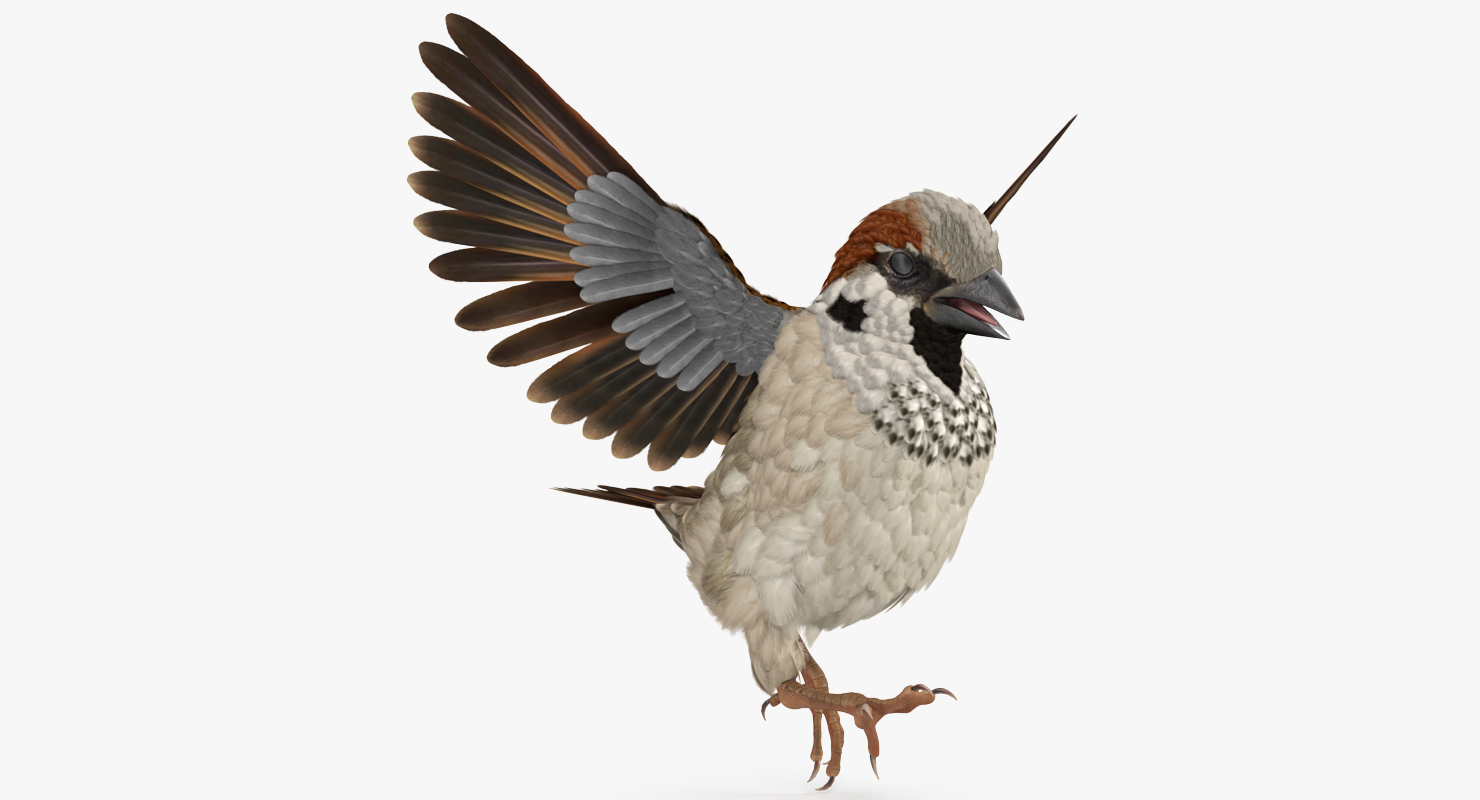 3D model Sparrow Walking Pose