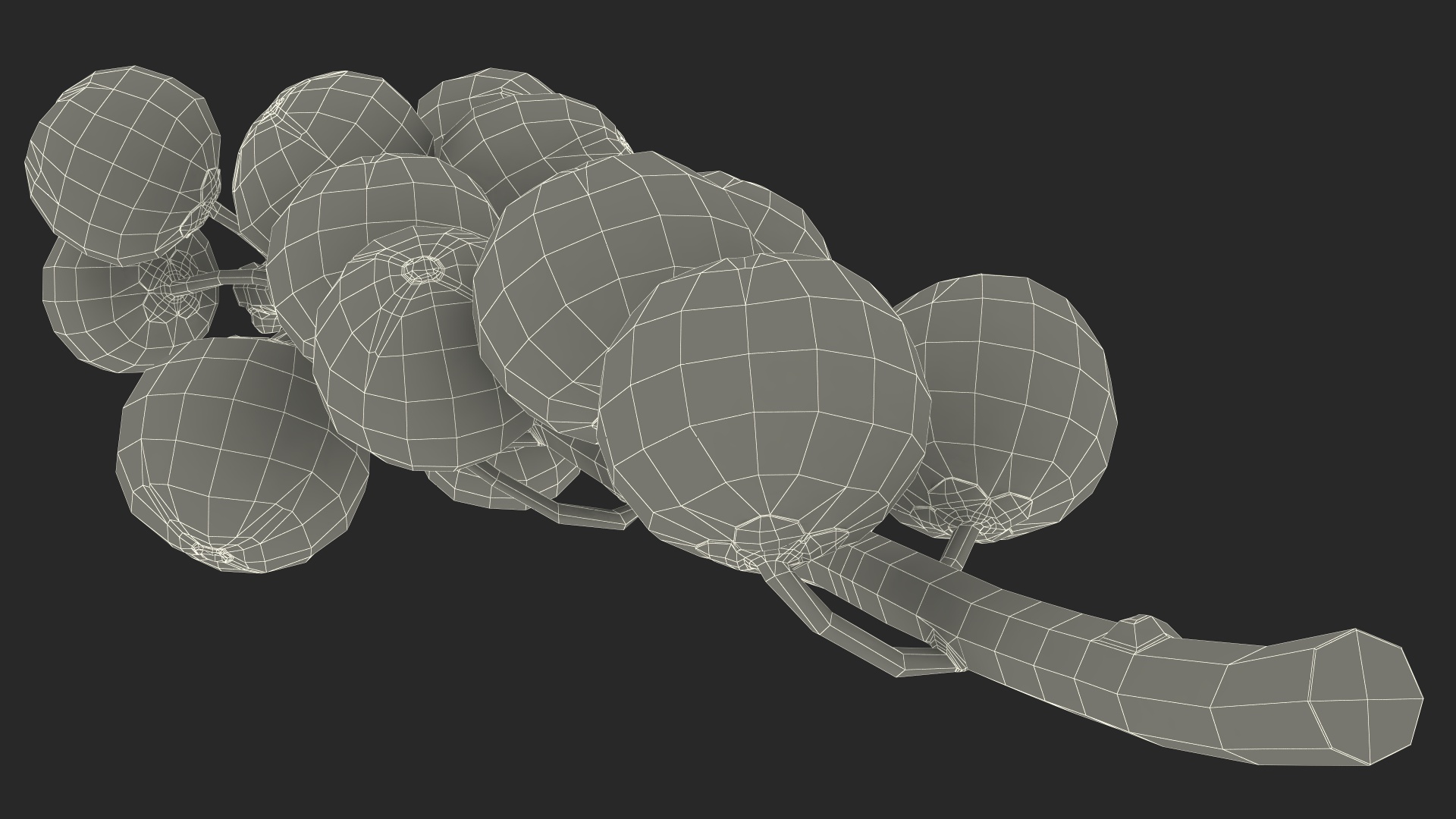 3D Ilex Aquifolium Berries on Branch model