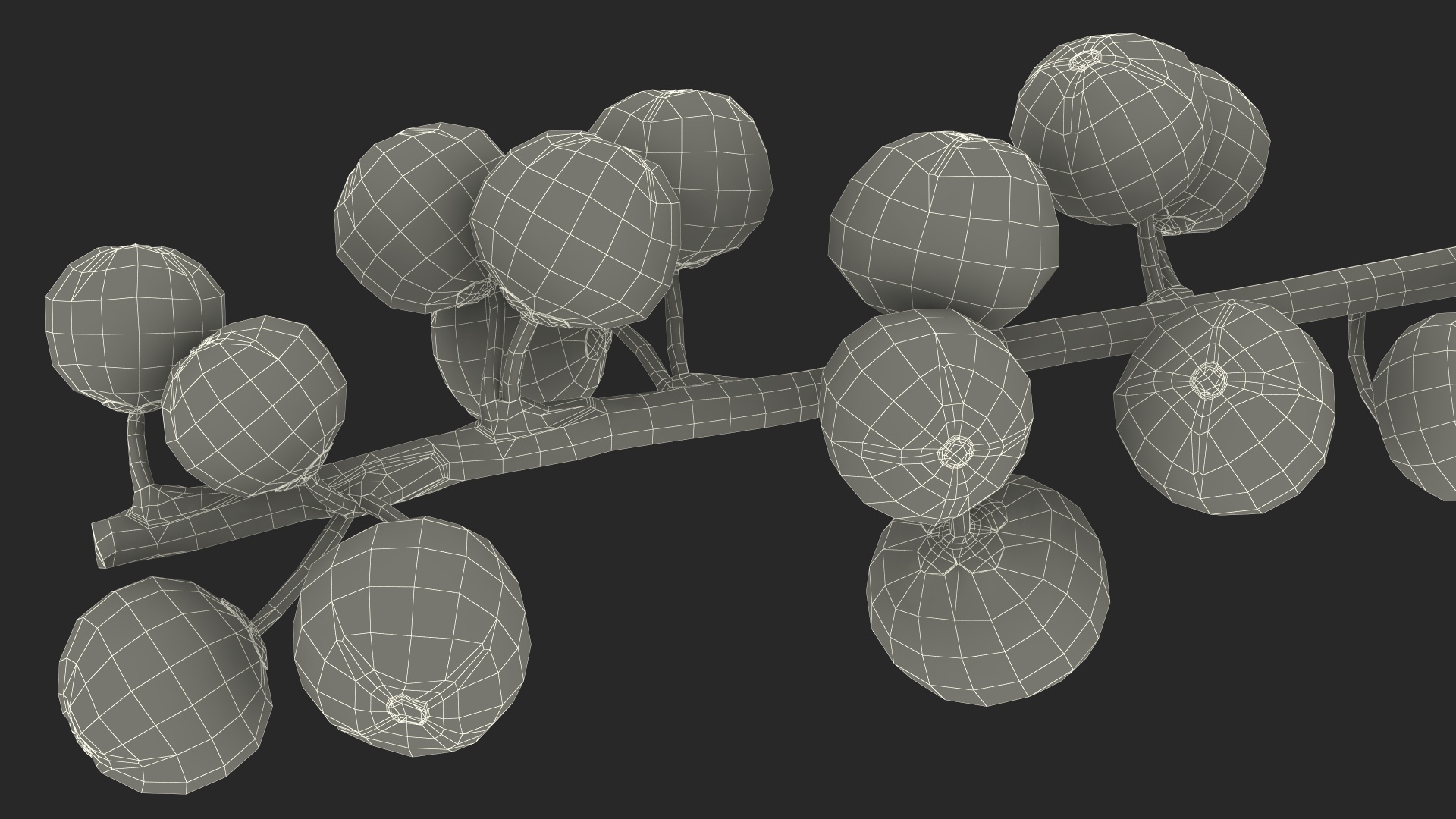 3D Ilex Aquifolium Berries on Branch model
