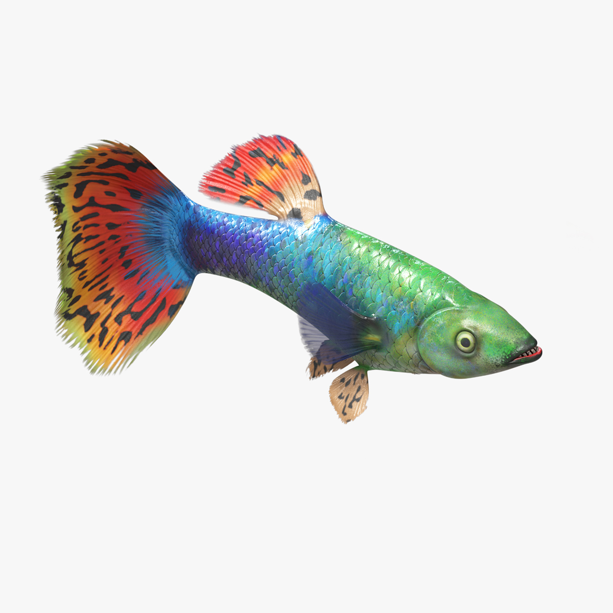 Guppy Fish Red Dragon Rigged for Cinema 4D 3D
