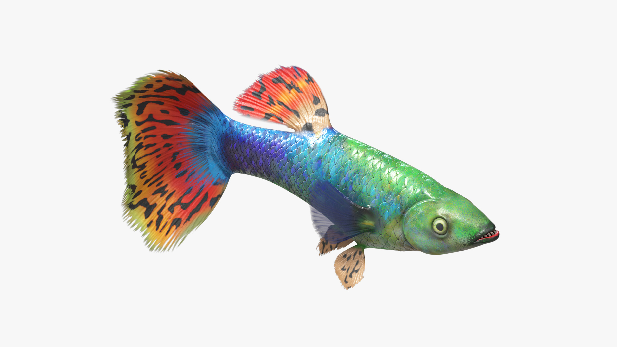 Guppy Fish Red Dragon Rigged for Cinema 4D 3D
