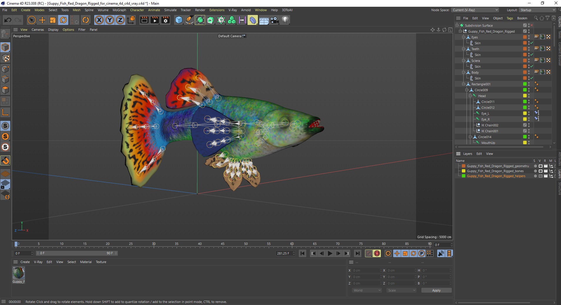 Guppy Fish Red Dragon Rigged for Cinema 4D 3D