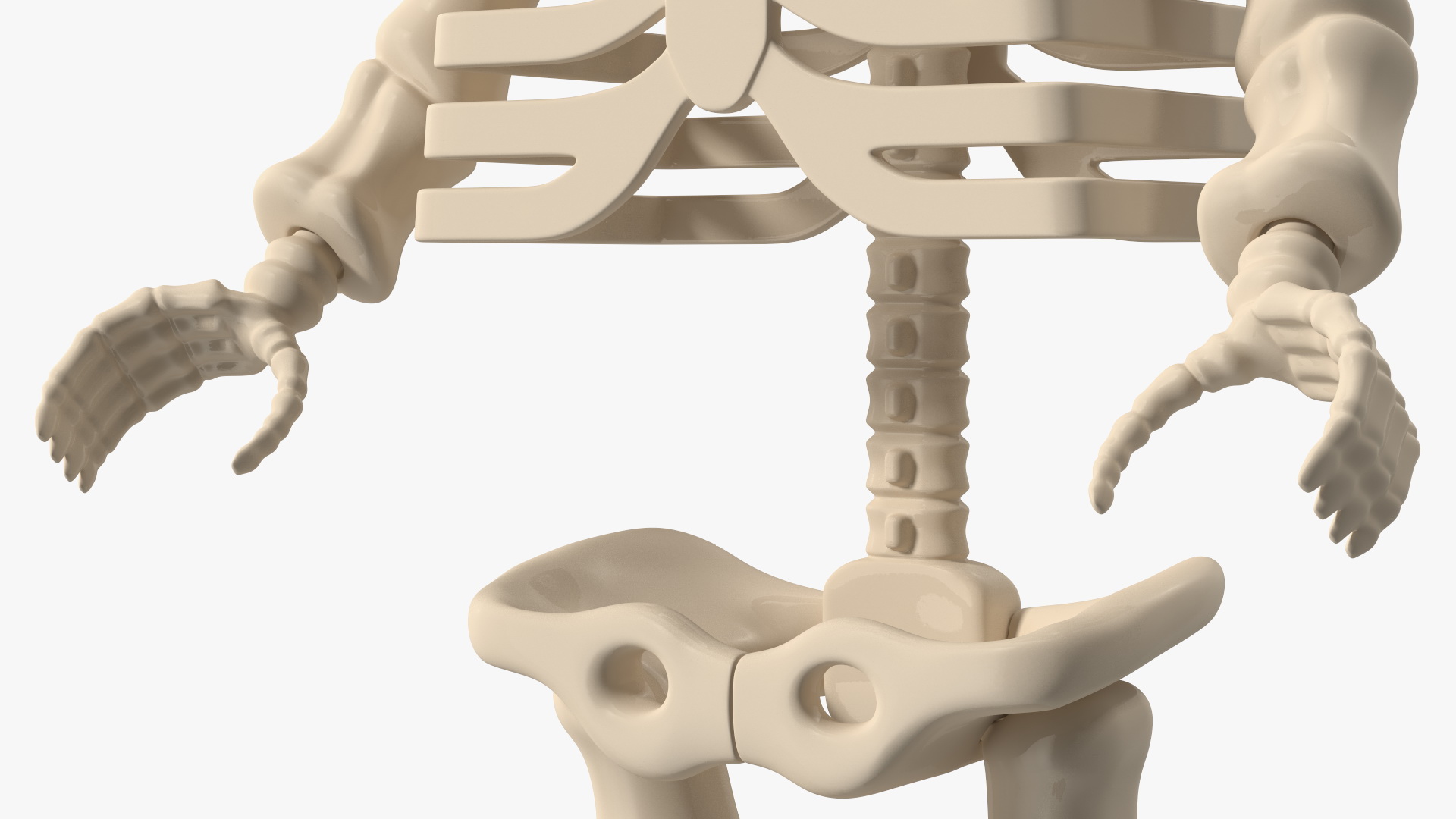 3D Anatomical LEGO Man Skeleton model