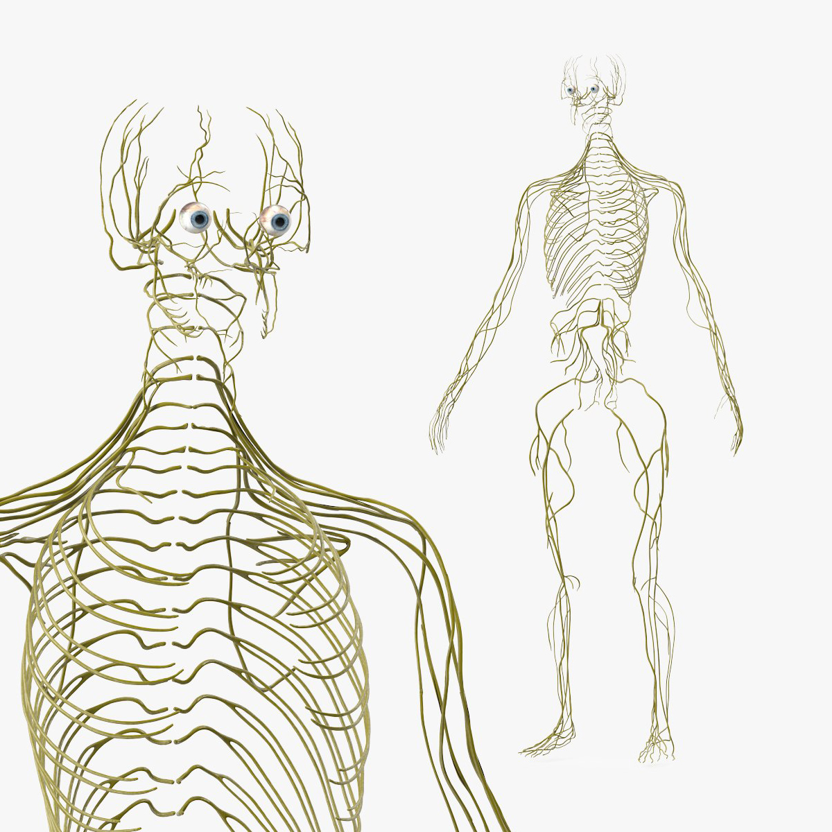 Female Neural System